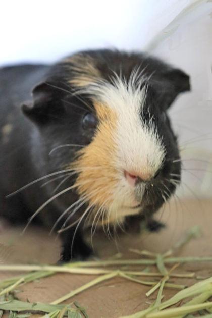 Seymore, Adoptable, Adult Male Guinea Pig.