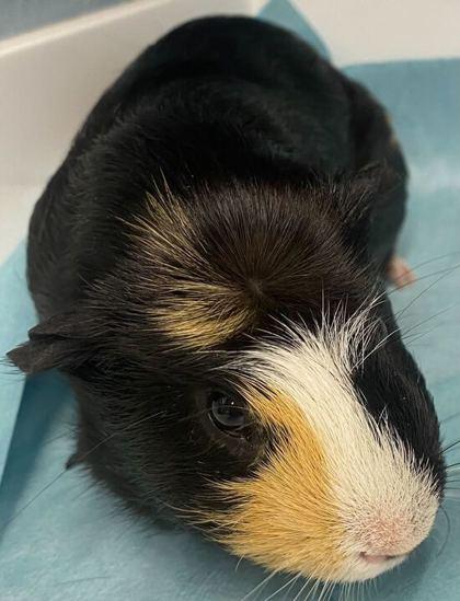 Enlarge Seymore, a Adoptable Guinea Pig in Chicago, IL image 2/3