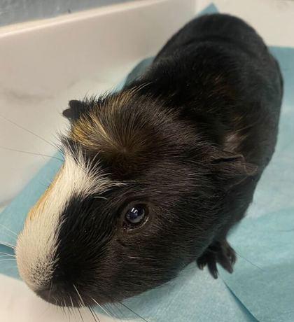 Enlarge Seymore, a Adoptable Guinea Pig in Chicago, IL image 3/3
