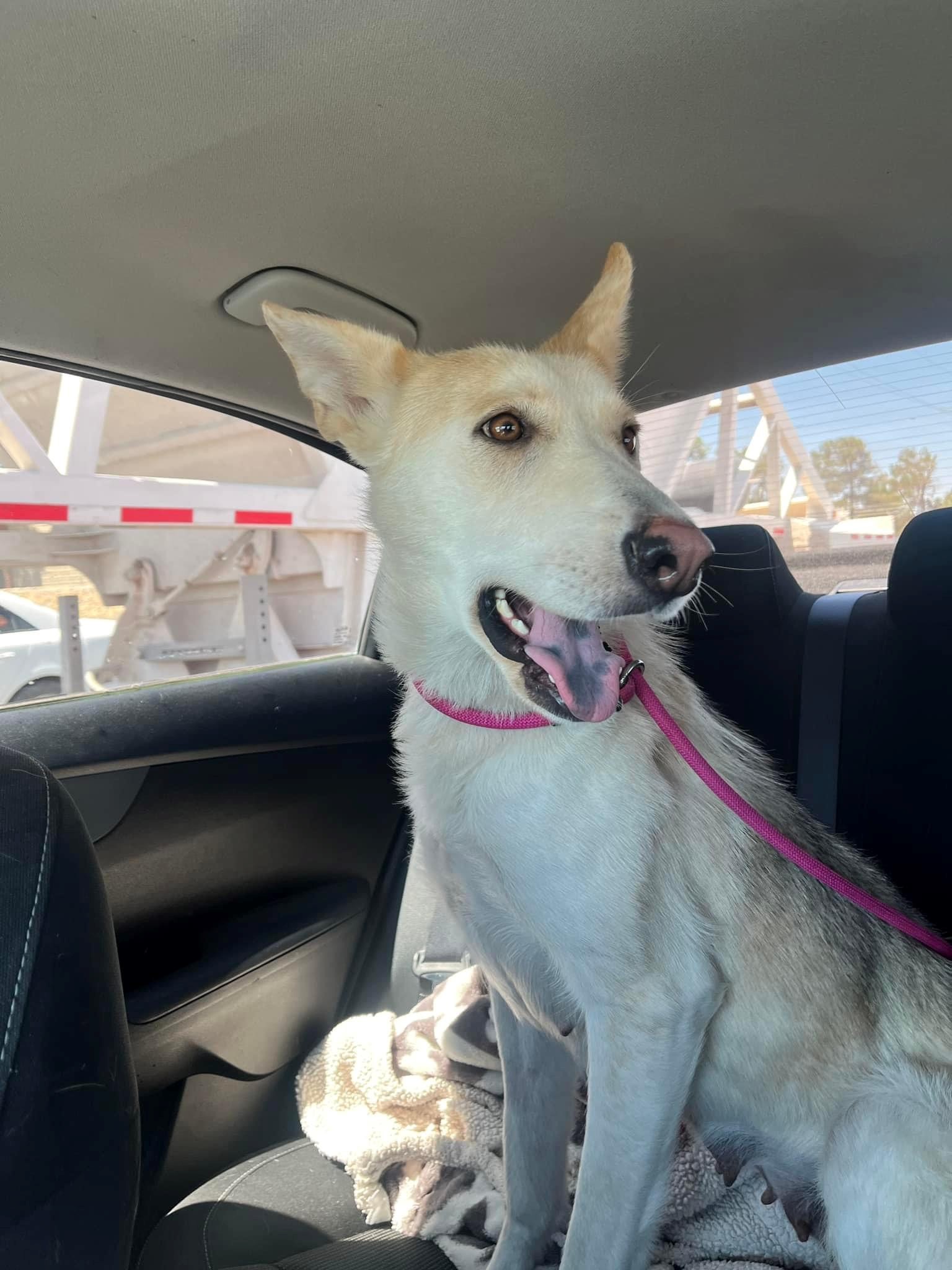 Zoey, Adoptable, Adult Female Shepherd.