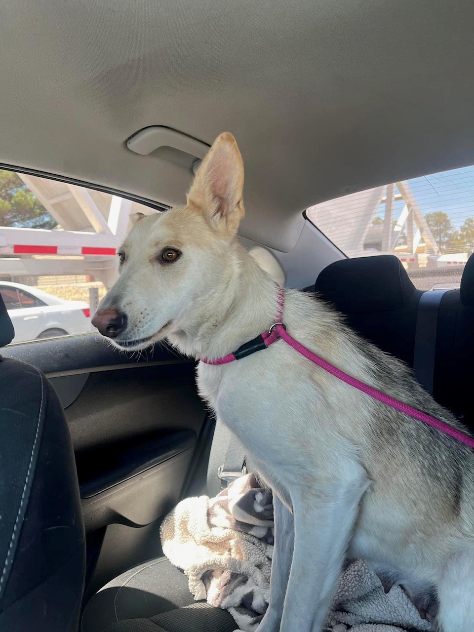 Enlarge Zoey, a Adoptable Shepherd in El Paso, TX image 2/2