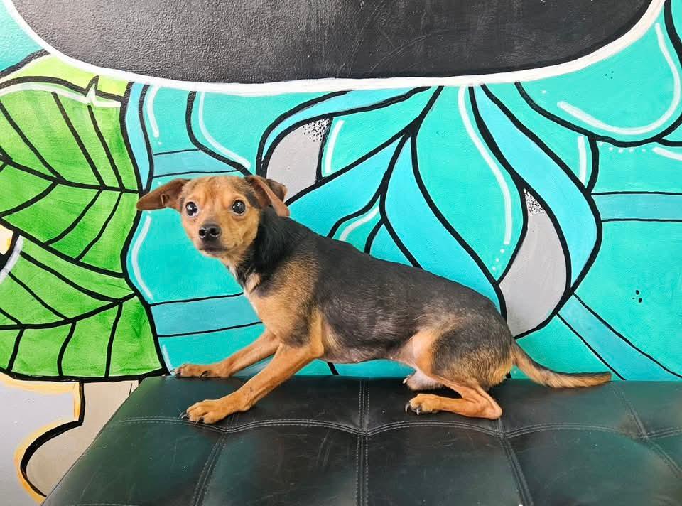 PACO tinycauseadopt@gmail.com