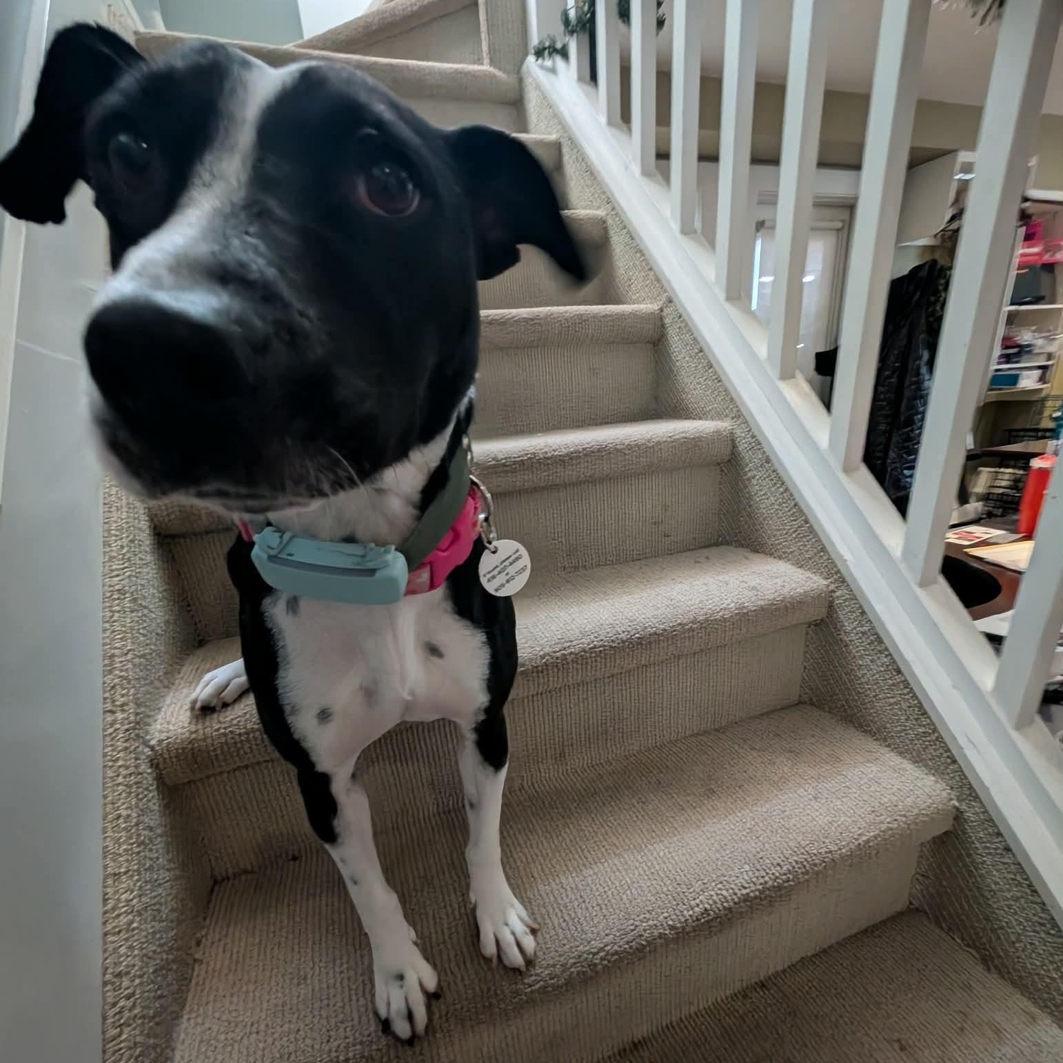 Enlarge Dixi, a ADOPTABLE mixed breed in Milton, ON image 2/6