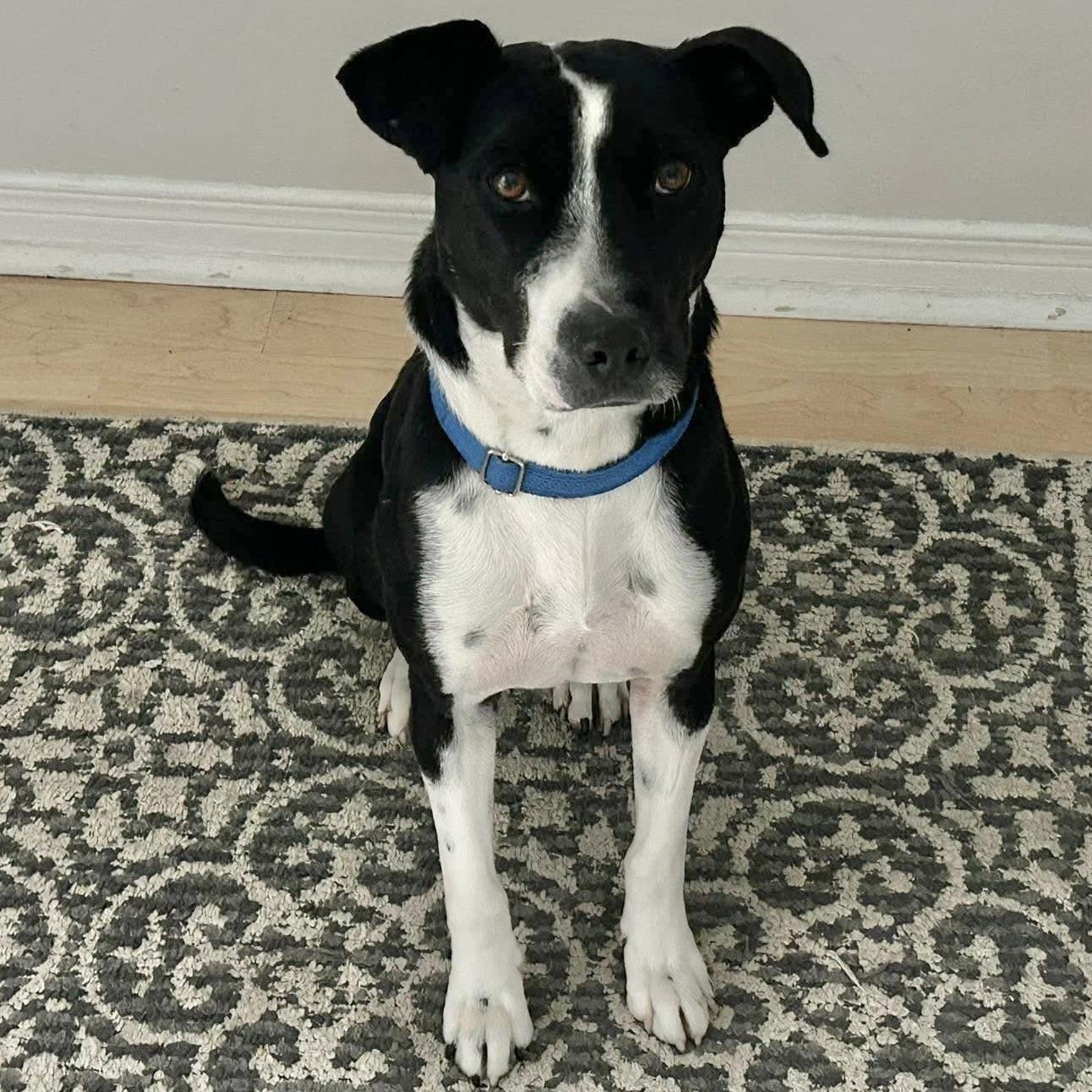 Enlarge Dixi, a ADOPTABLE mixed breed in Milton, ON image 5/6