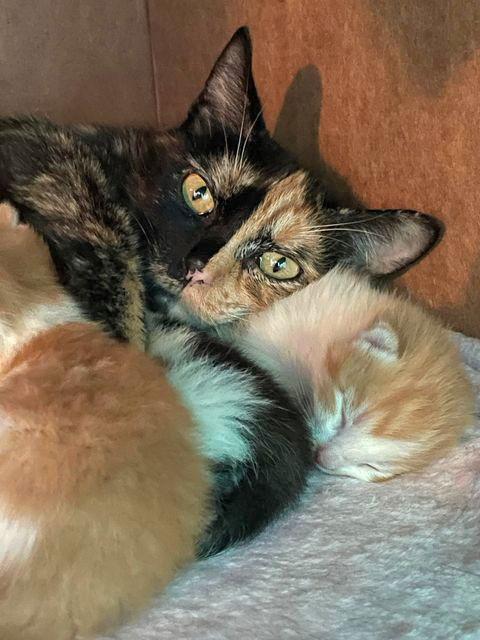 Megan, Adoptable, Young Female Domestic Short Hair & Tortoiseshell.