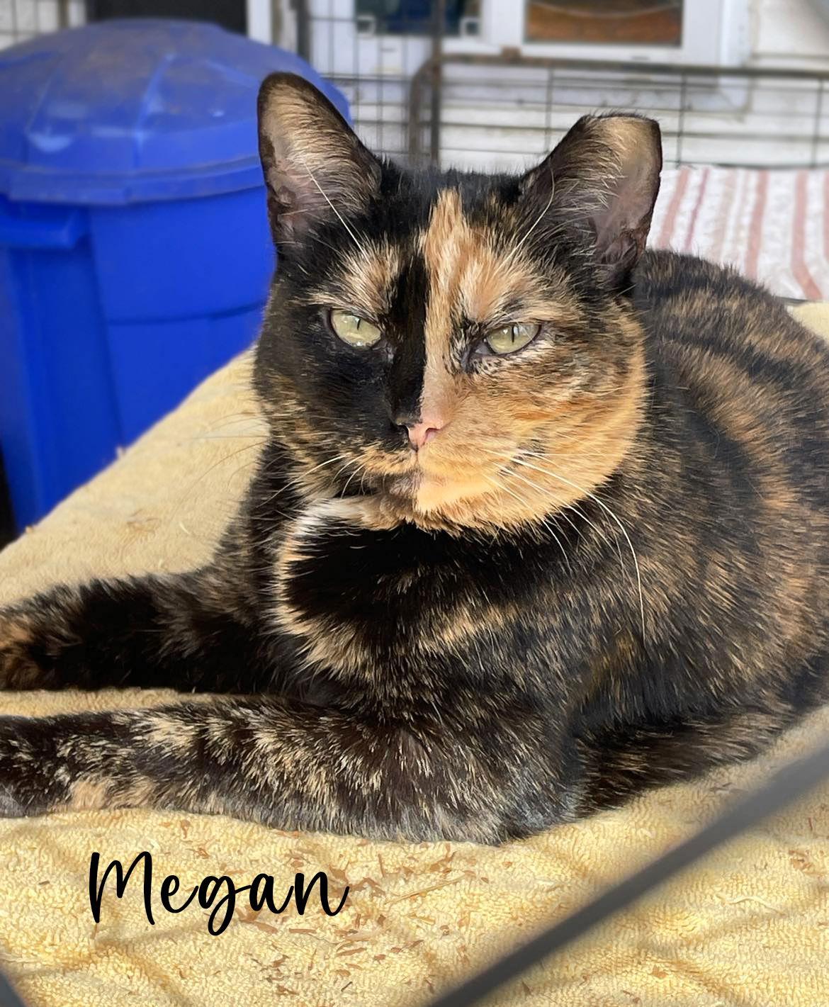 Megan, a Adoptable mixed breed in Flint Hill, VA image 2/2