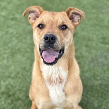 Rhett, ADOPTABLE, Young Male Labrador Retriever.