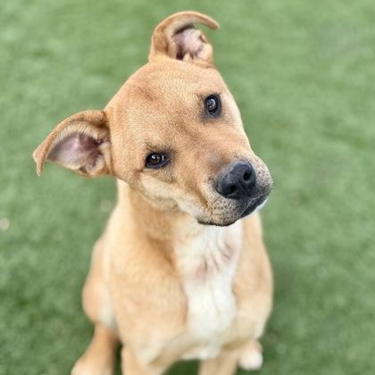 Enlarge Rhett, a ADOPTABLE mixed breed in Red Bluff, CA image 3/3
