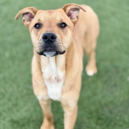 Enlarge Rhett, a ADOPTABLE mixed breed in Red Bluff, CA image 2/3