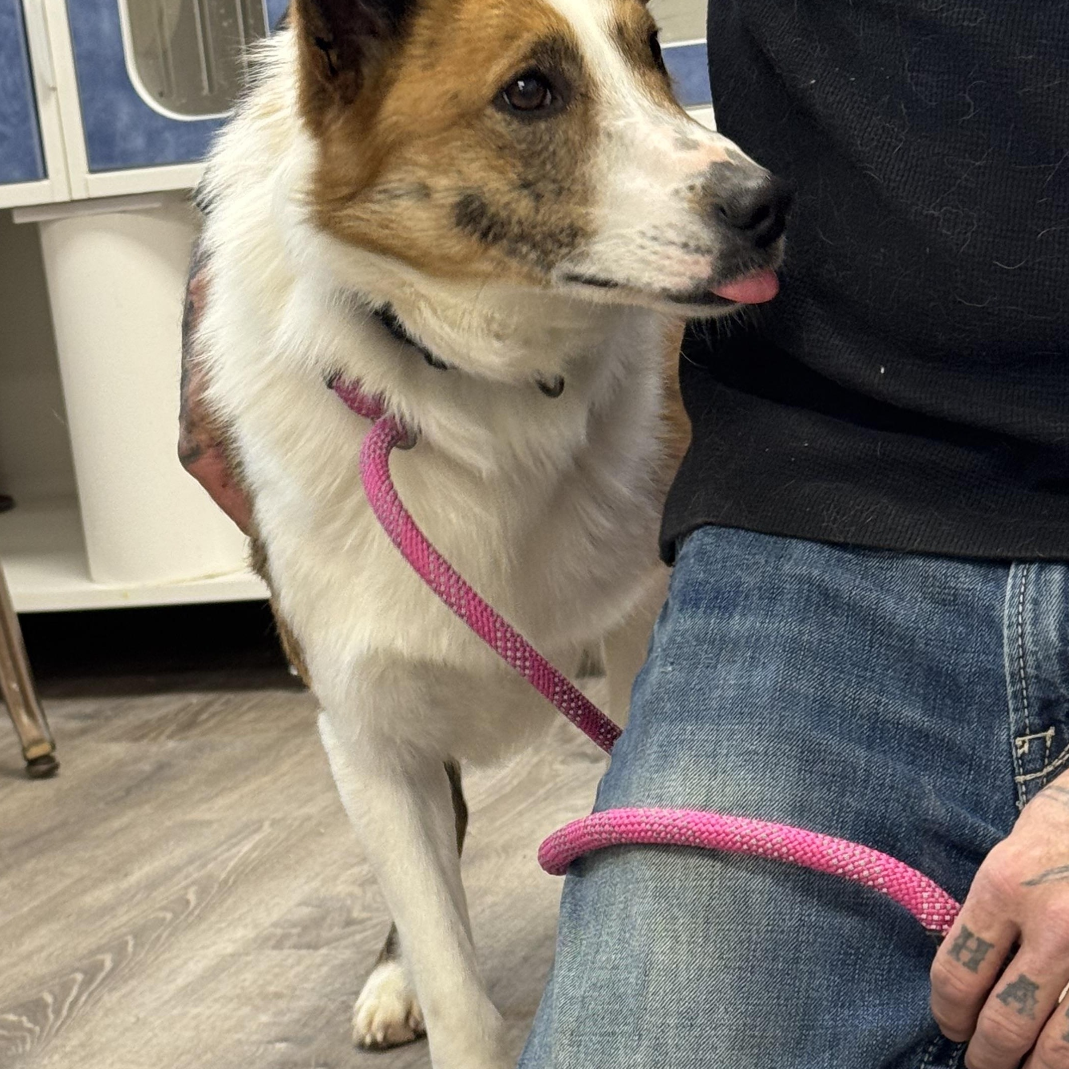 Enlarge Winston , a ADOPTABLE Collie in Salem, OH image 2/2