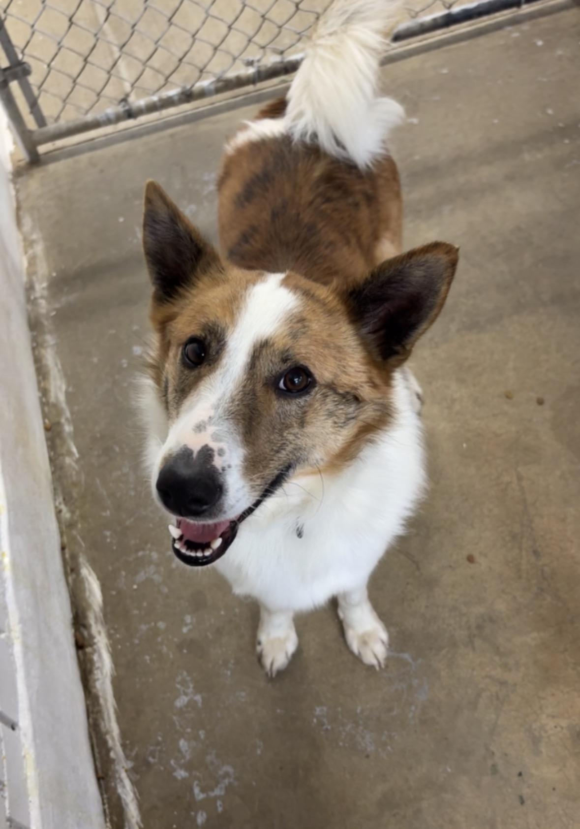 Winston , ADOPTABLE, Young Male Collie.