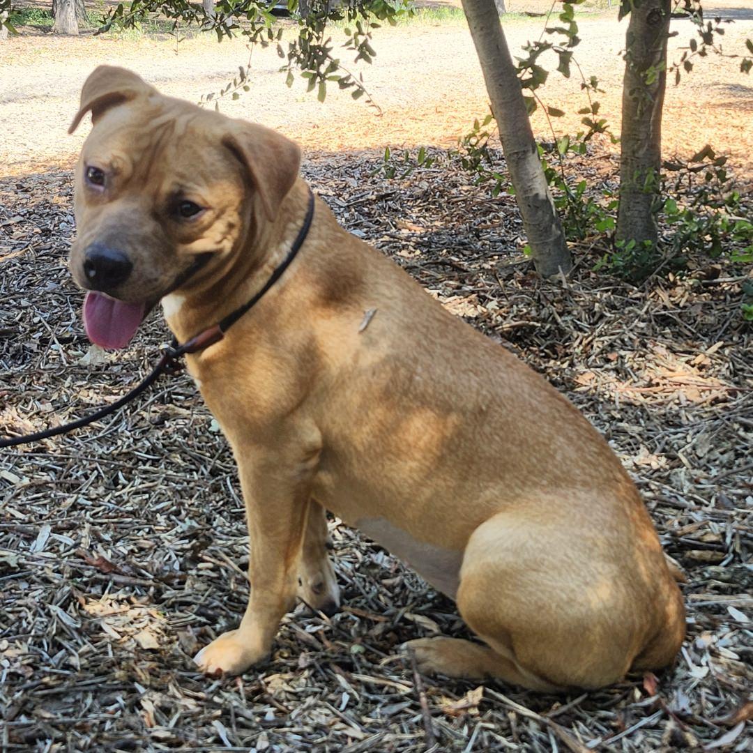 Enlarge Autumn, a ADOPTABLE Pit Bull Terrier in Burbank, CA image 4/6