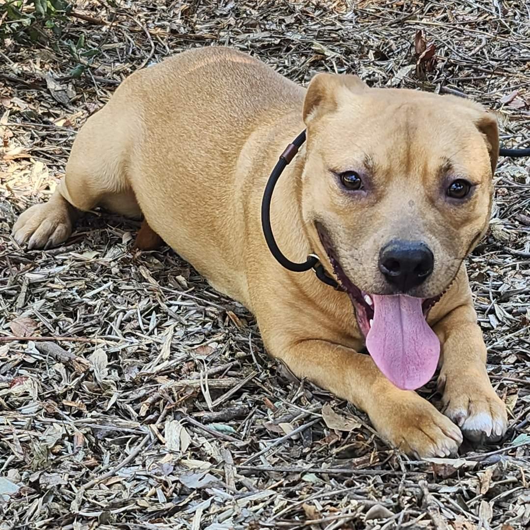 Enlarge Autumn, a ADOPTABLE Pit Bull Terrier in Burbank, CA image 6/6