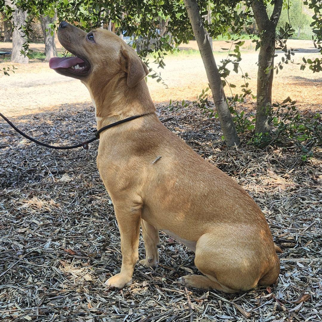 Enlarge Autumn, a ADOPTABLE Pit Bull Terrier in Burbank, CA image 2/6