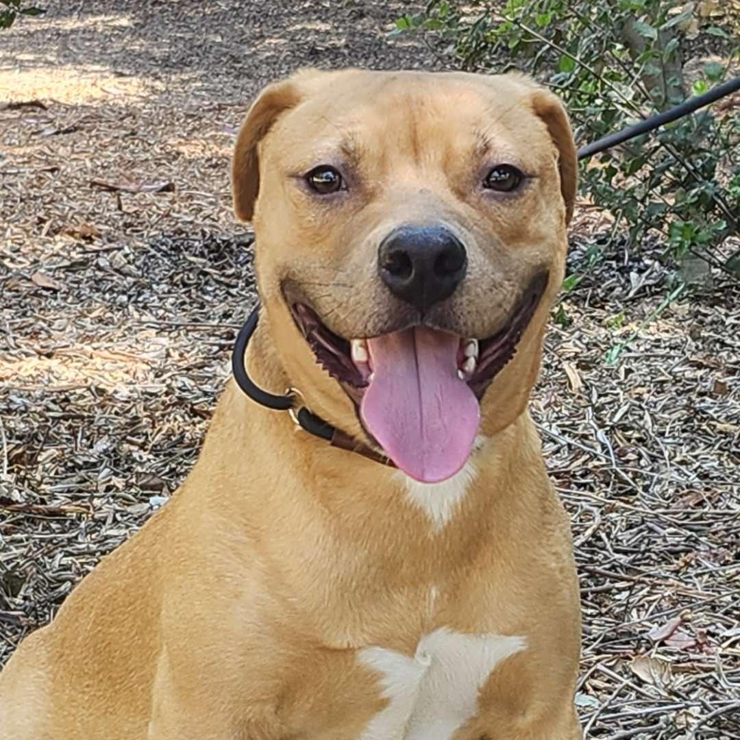Autumn, ADOPTABLE, Puppy Female Pit Bull Terrier.