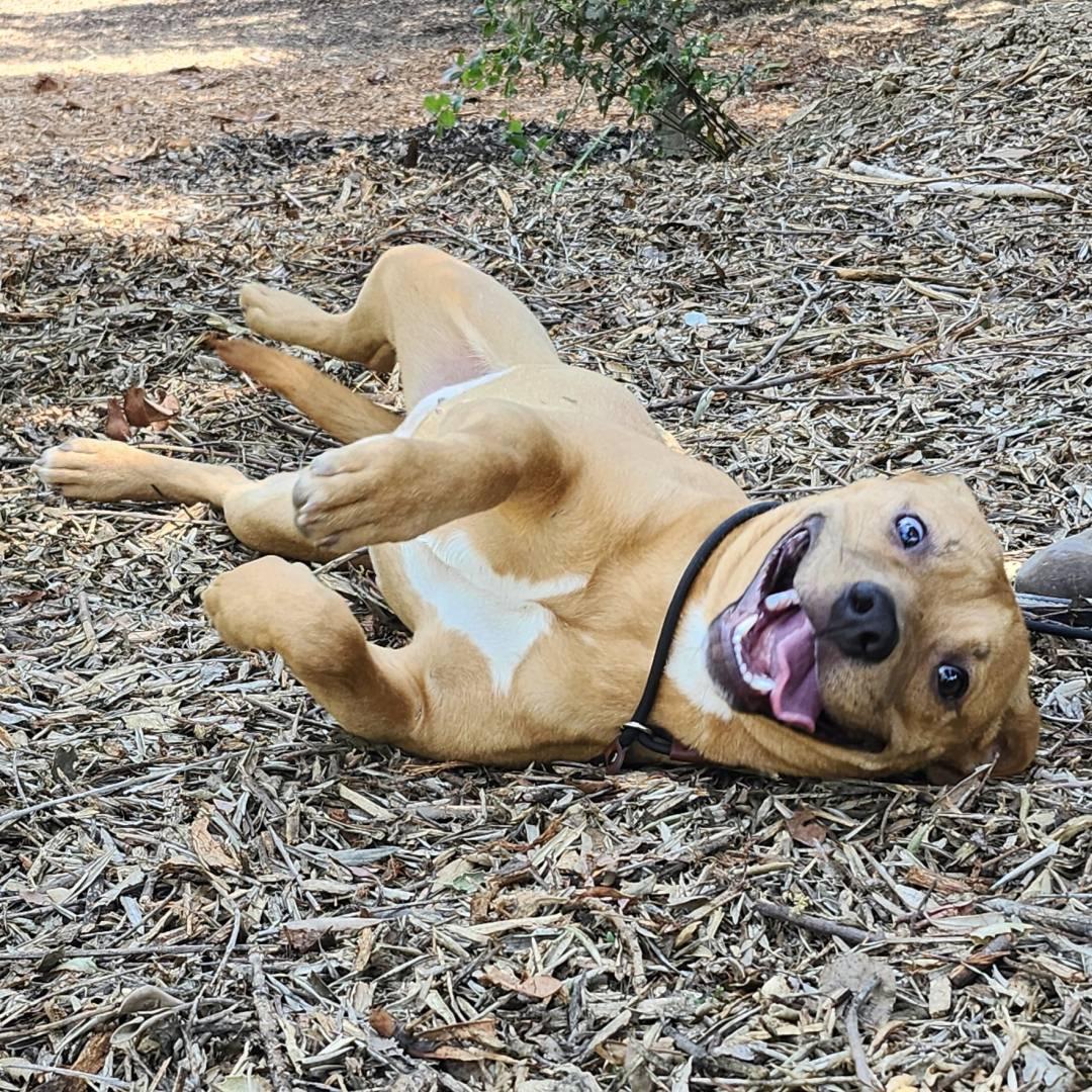 Enlarge Autumn, a ADOPTABLE Pit Bull Terrier in Burbank, CA image 3/6