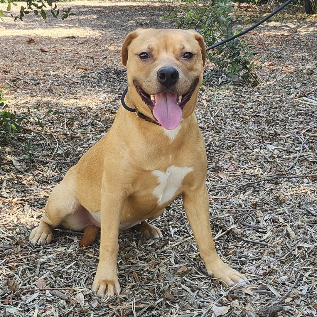 Enlarge Autumn, a ADOPTABLE Pit Bull Terrier in Burbank, CA image 5/6