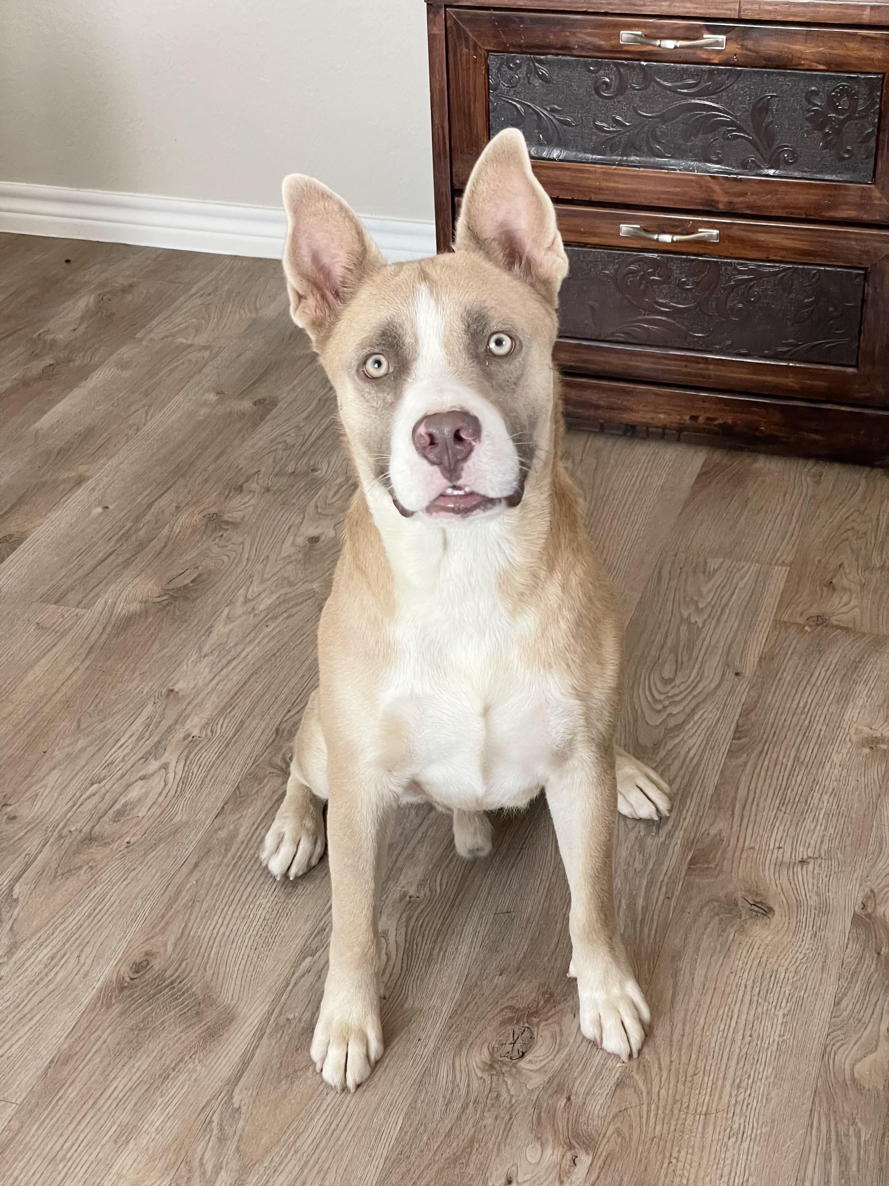 Wonderful Holman, a ADOPTABLE mixed breed in West Hartford , CT image 6/6