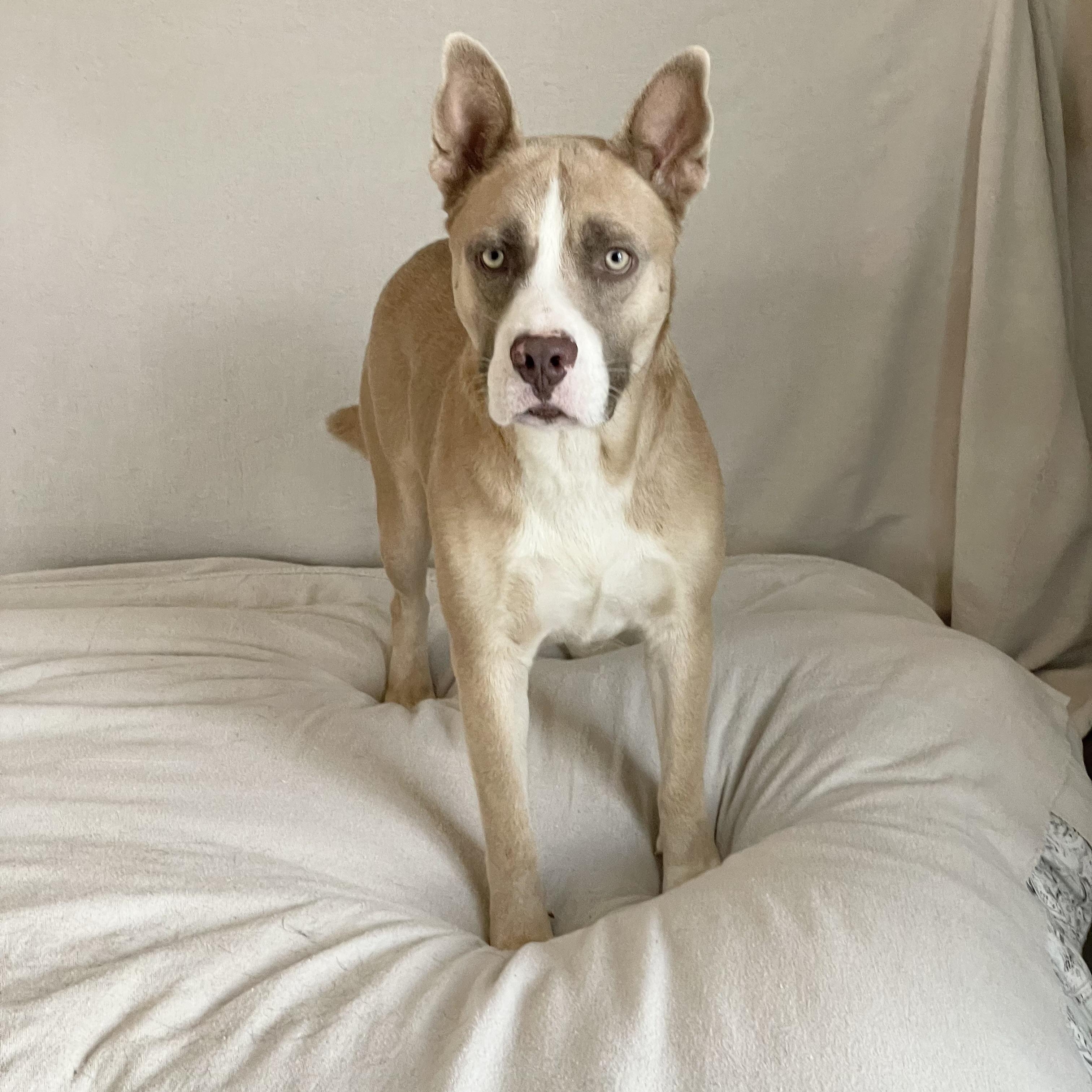 Wonderful Holman, a ADOPTABLE mixed breed in West Hartford , CT image 2/6