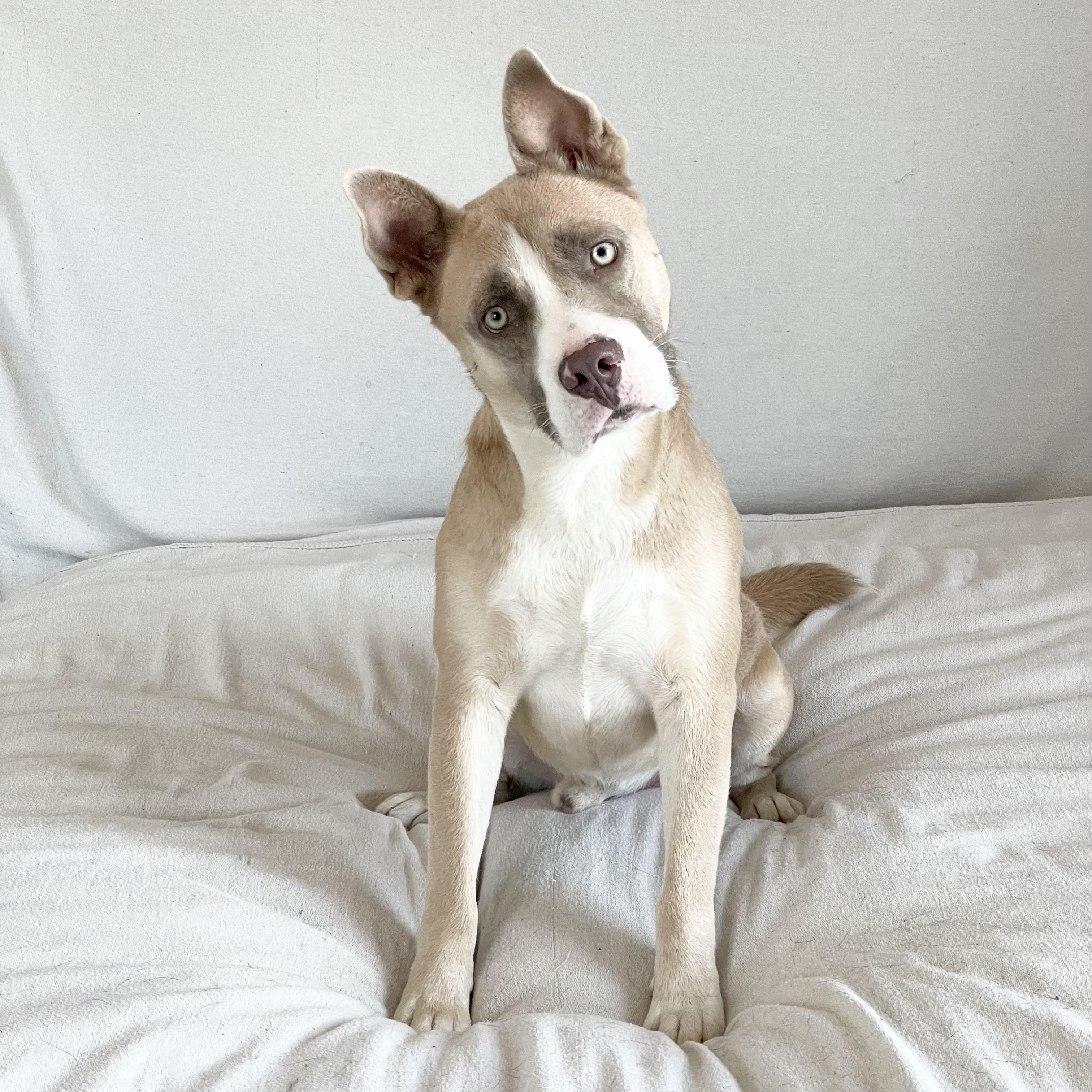 Wonderful Holman, ADOPTABLE, Adult Male Pit Bull Terrier & American Bully.