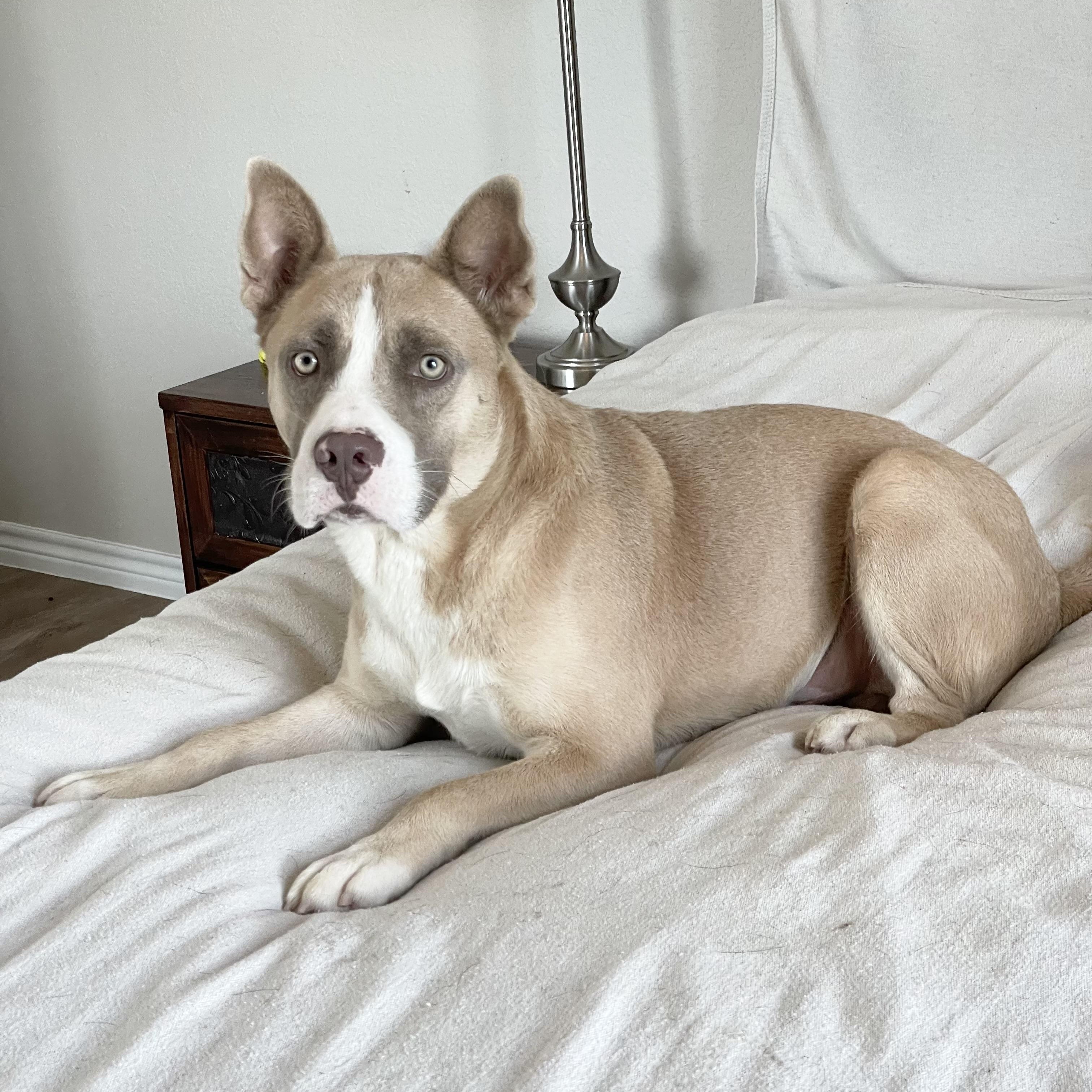 Wonderful Holman, a ADOPTABLE mixed breed in West Hartford , CT image 3/6