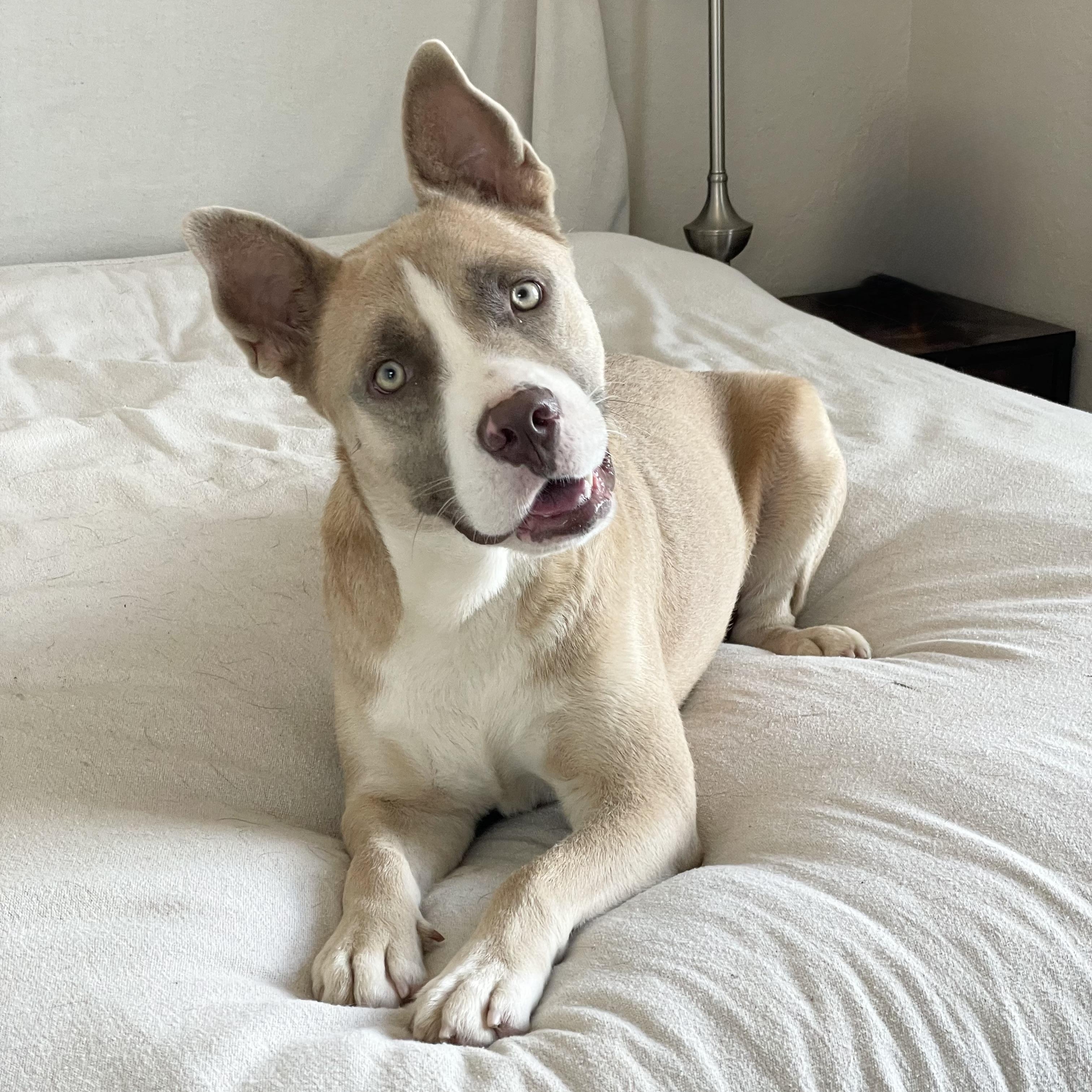 Wonderful Holman, a ADOPTABLE mixed breed in West Hartford , CT image 5/6