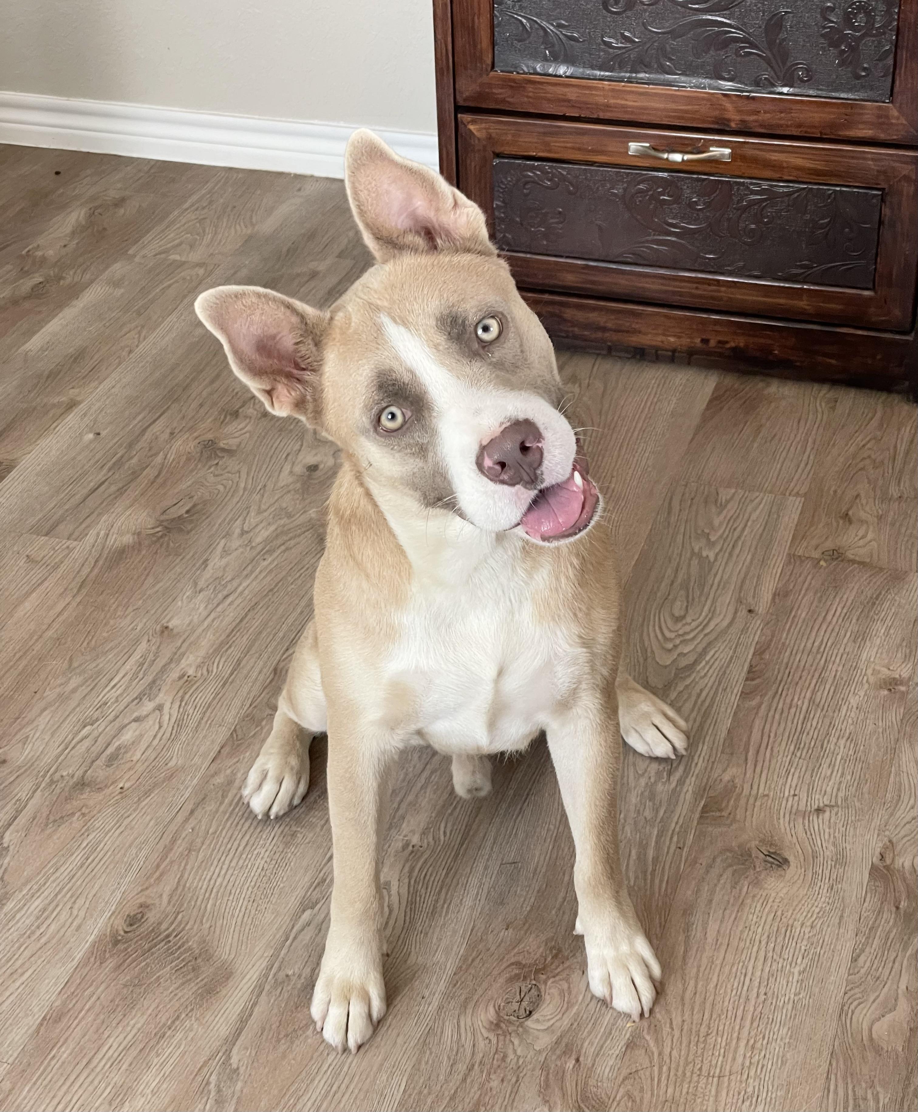 Wonderful Holman, a ADOPTABLE mixed breed in West Hartford , CT image 4/6