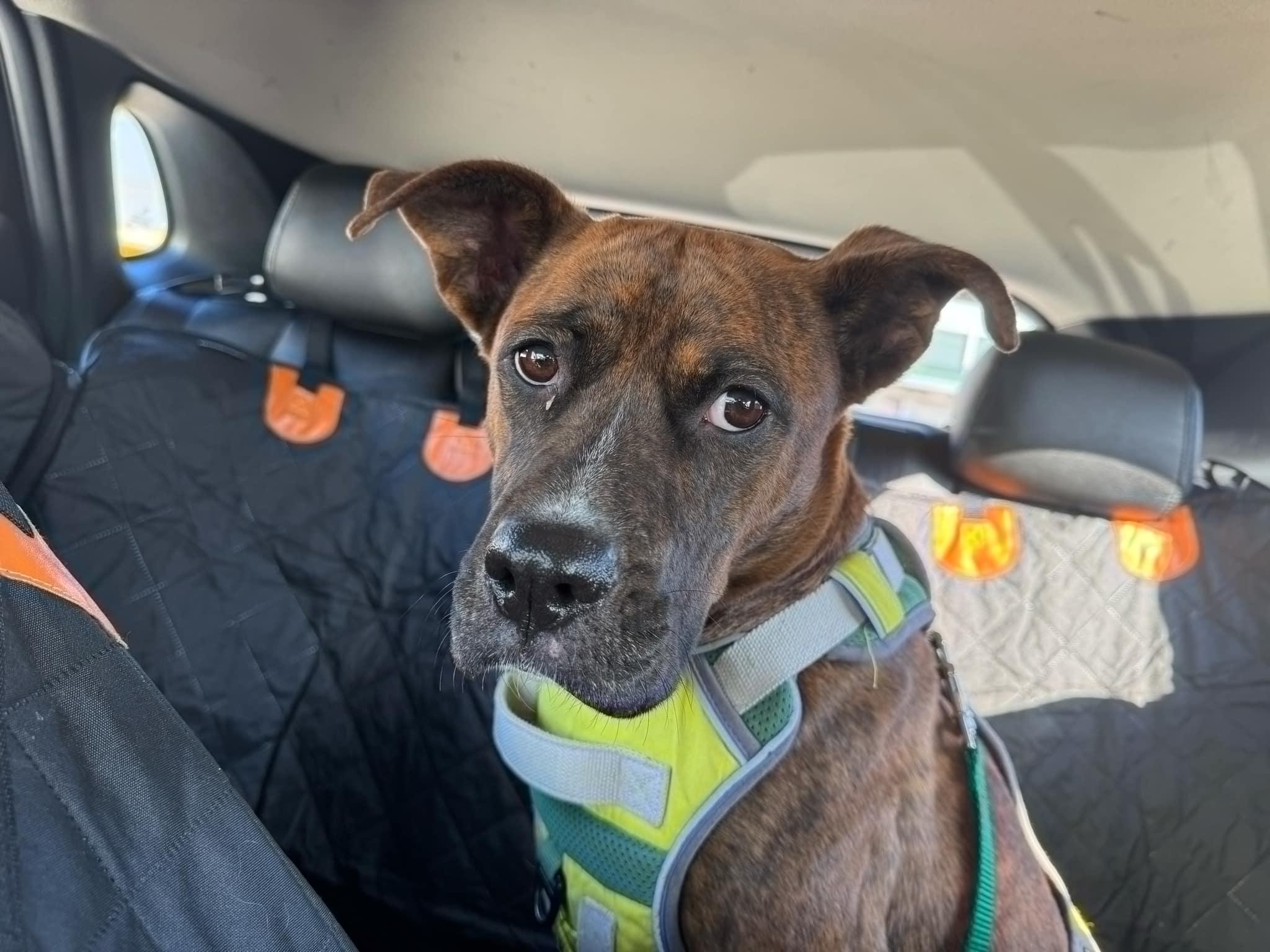 Maleah, a Adopted Boxer in Pottsboro, TX image 2/3