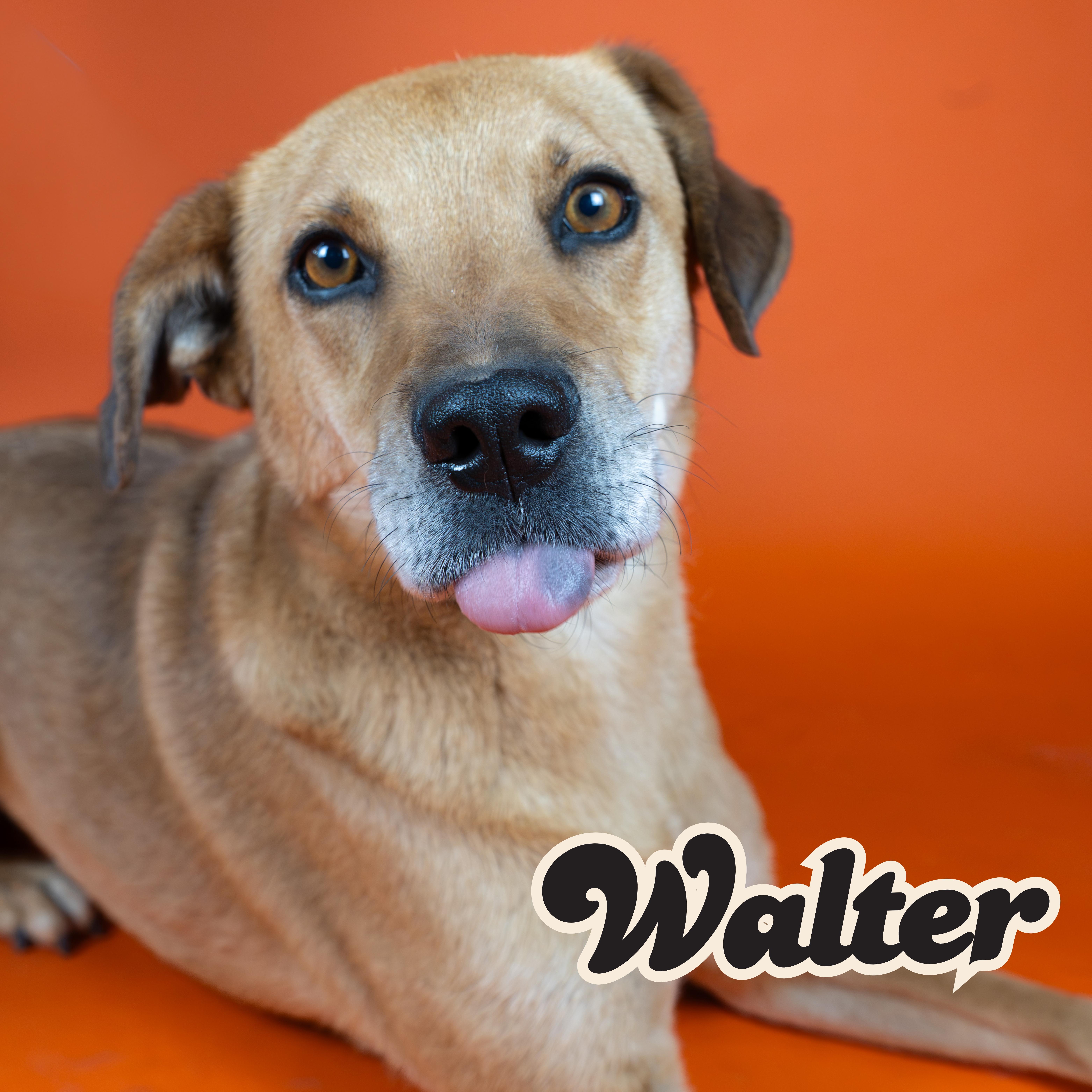 Walter, ADOPTABLE, Adult Male Mixed Breed.