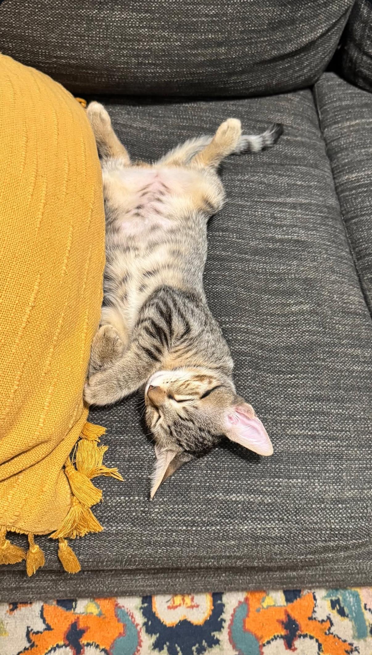 Enlarge Dust Bunny and Tiger Sock, a Adoptable Domestic Short Hair in Brooklyn, NY image 6/6