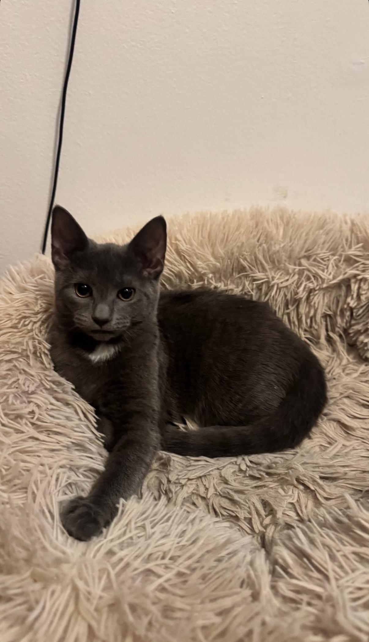 Enlarge Dust Bunny and Tiger Sock, a Adoptable Domestic Short Hair in Brooklyn, NY image 3/6