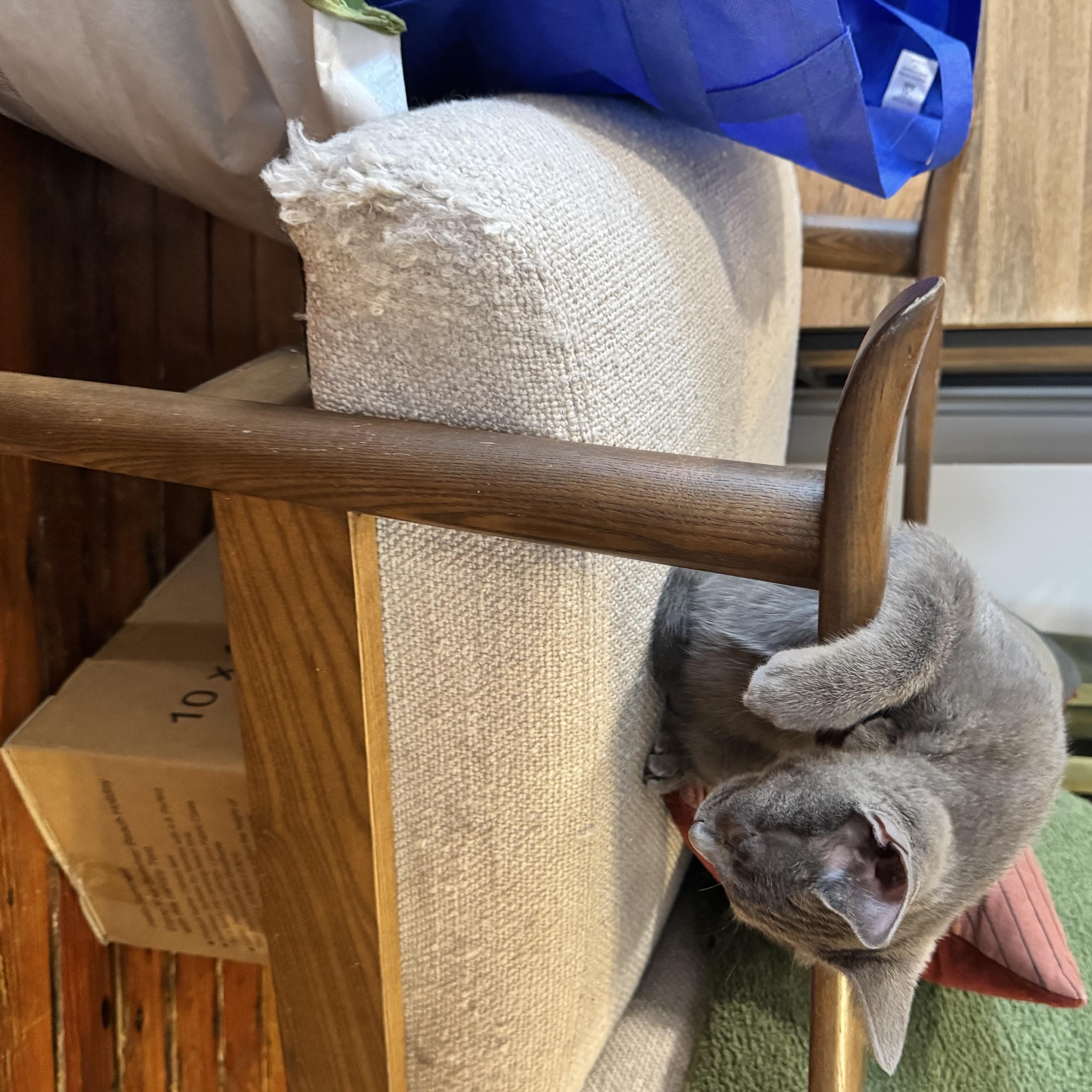 Enlarge Dust Bunny and Tiger Sock, a Adoptable Domestic Short Hair in Brooklyn, NY image 4/6