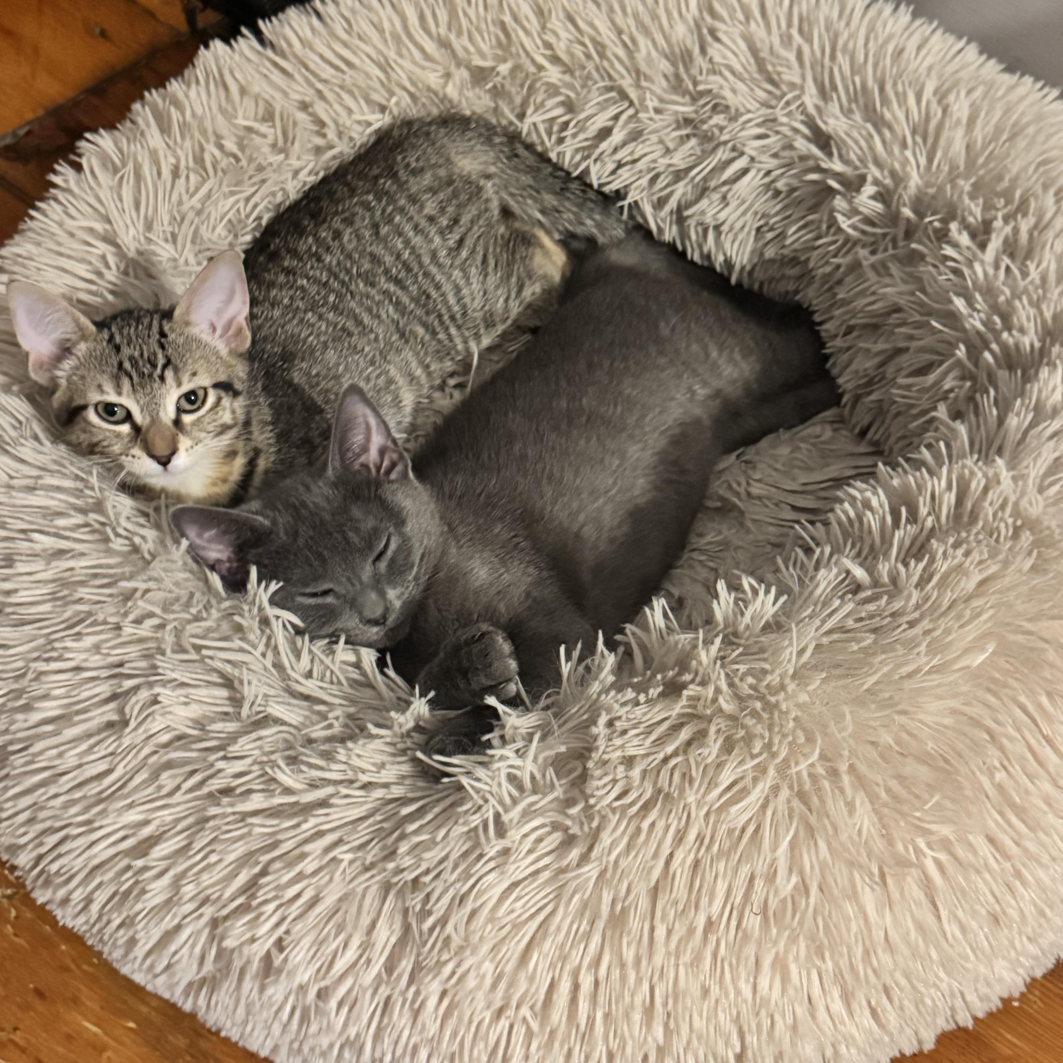 Enlarge Dust Bunny and Tiger Sock, a Adoptable Domestic Short Hair in Brooklyn, NY image 2/6