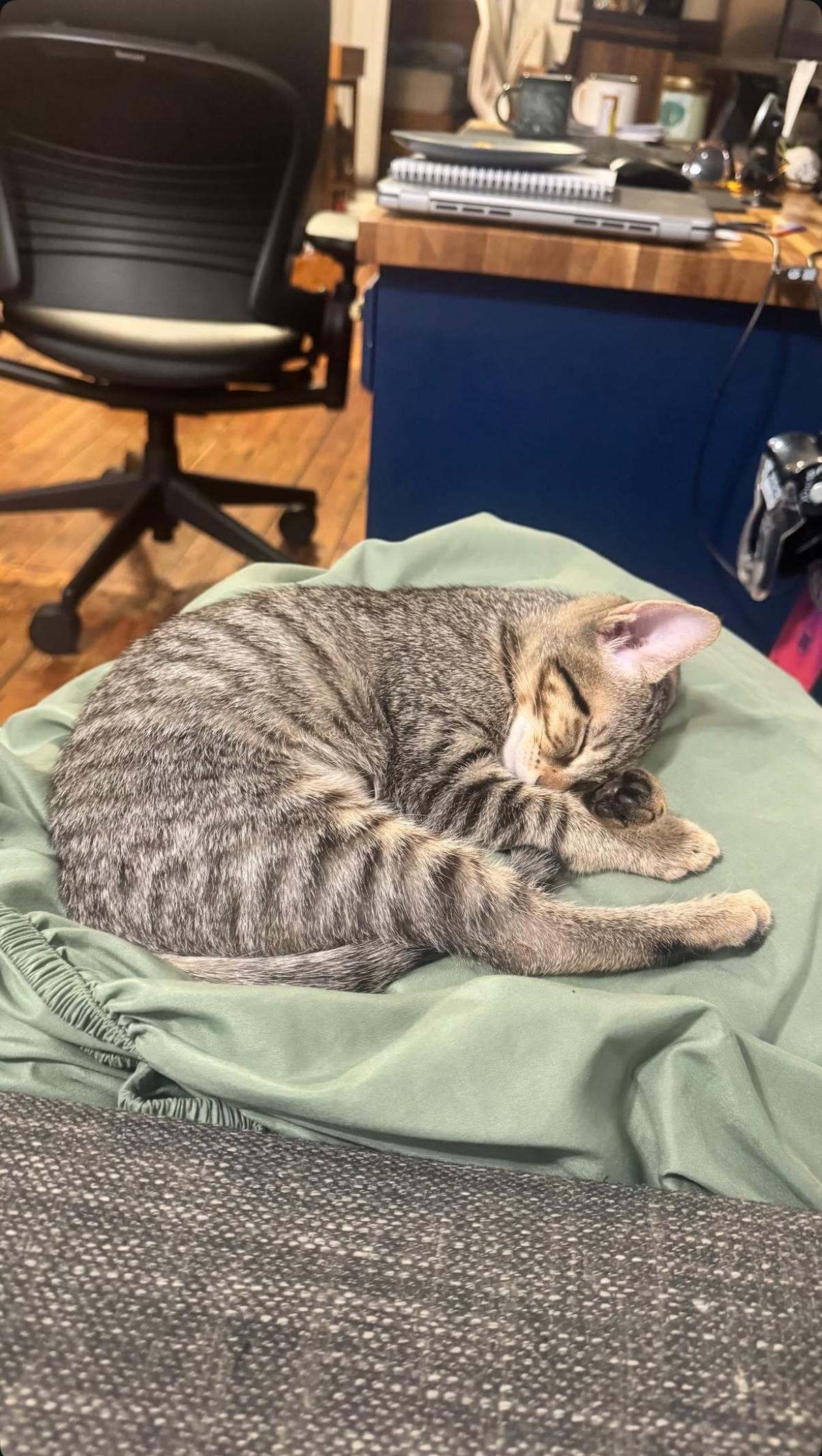 Enlarge Dust Bunny and Tiger Sock, a Adoptable Domestic Short Hair in Brooklyn, NY image 5/6
