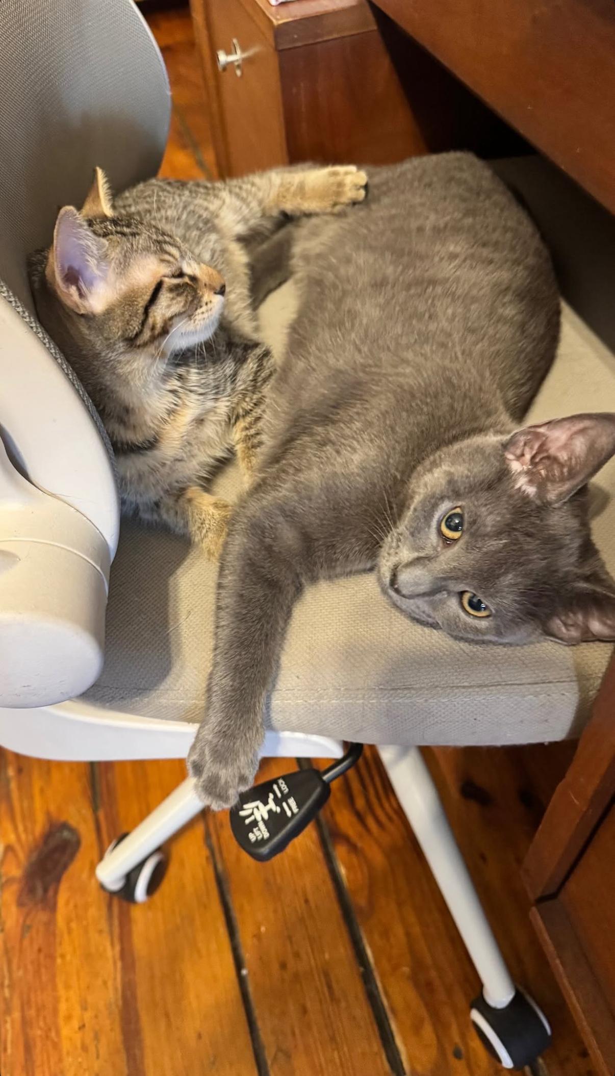 Dust Bunny and Tiger Sock, Adoptable, Kitten Female Domestic Short Hair.
