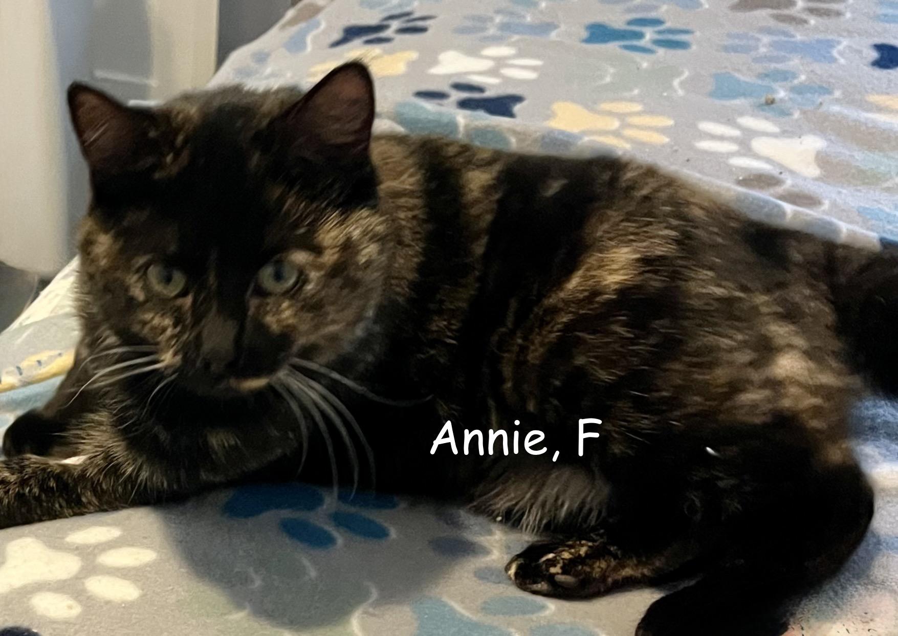 Enlarge Annie, a Adoptable Tortoiseshell in Houghton Lake, MI image 2/5