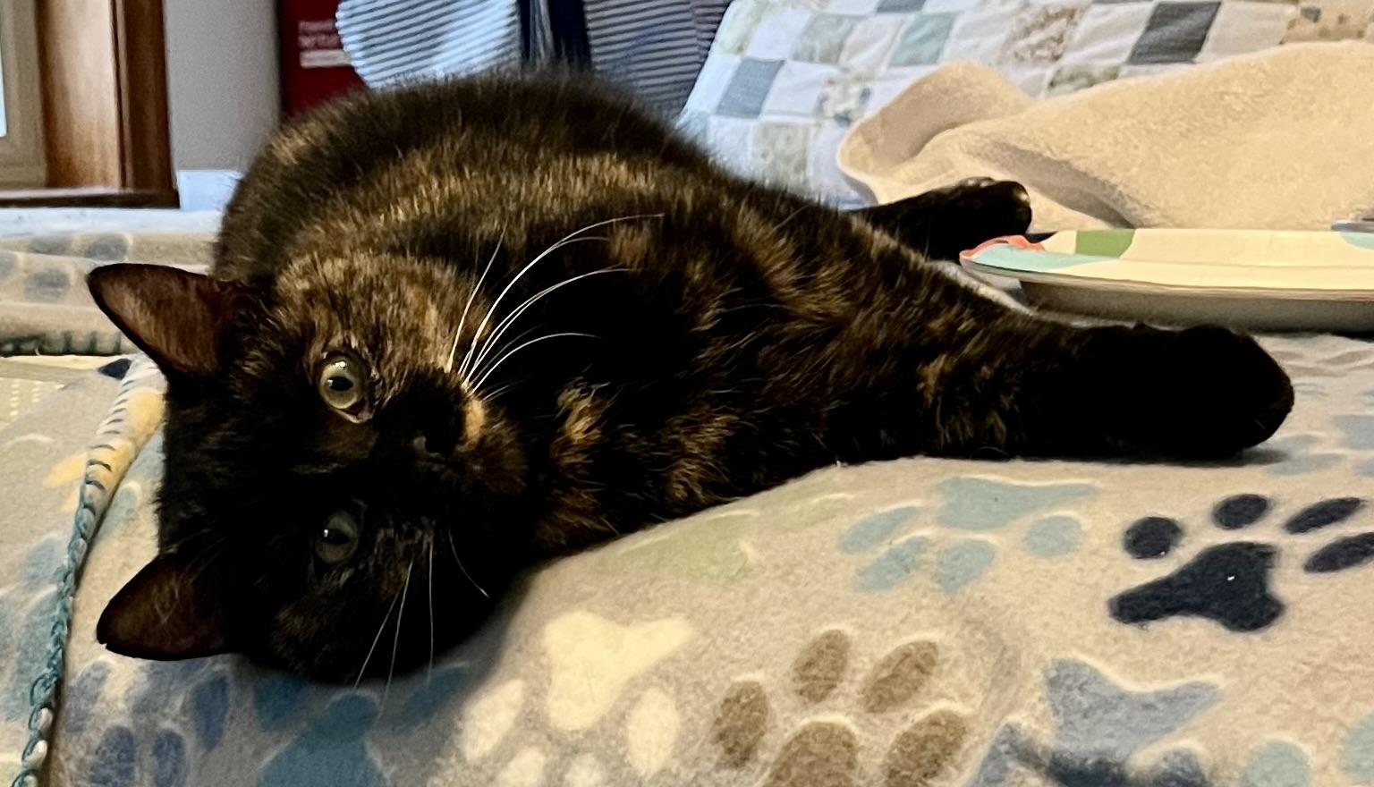 Enlarge Annie, a Adoptable Tortoiseshell in Houghton Lake, MI image 5/5