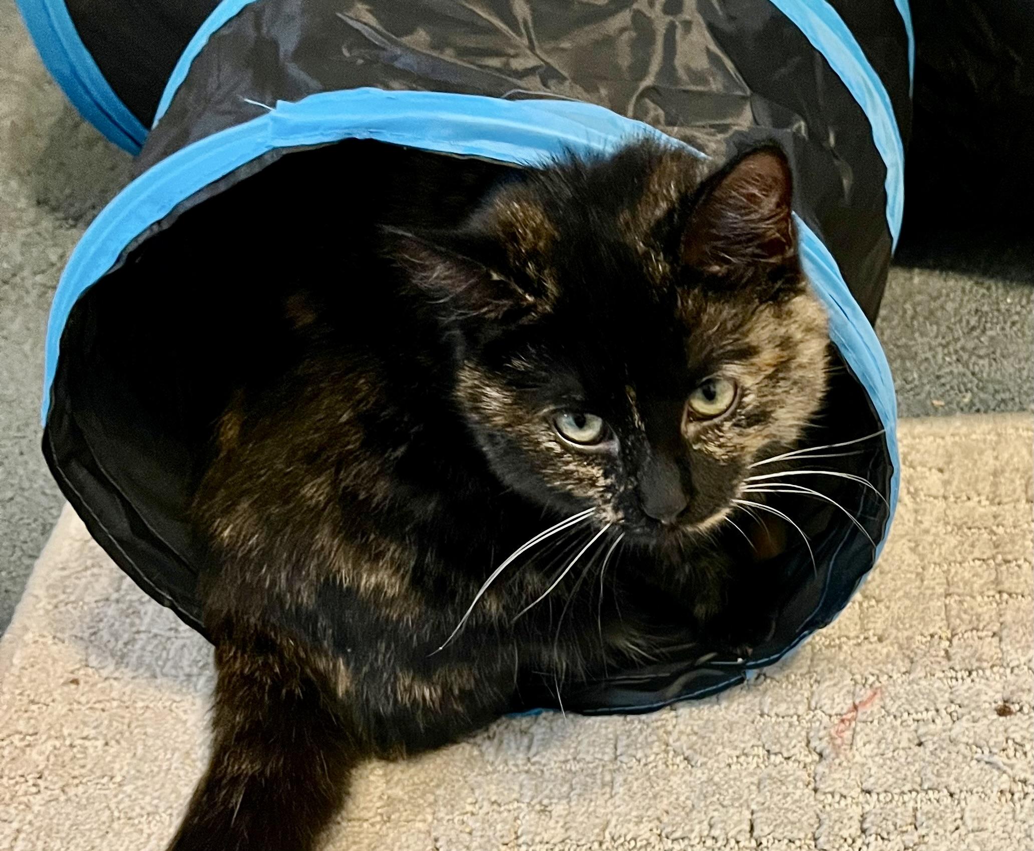Enlarge Annie, a Adoptable Tortoiseshell in Houghton Lake, MI image 3/5