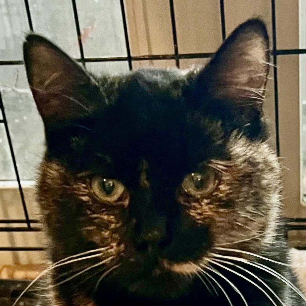 Enlarge Annie, a Adoptable Tortoiseshell in Houghton Lake, MI image 1/5