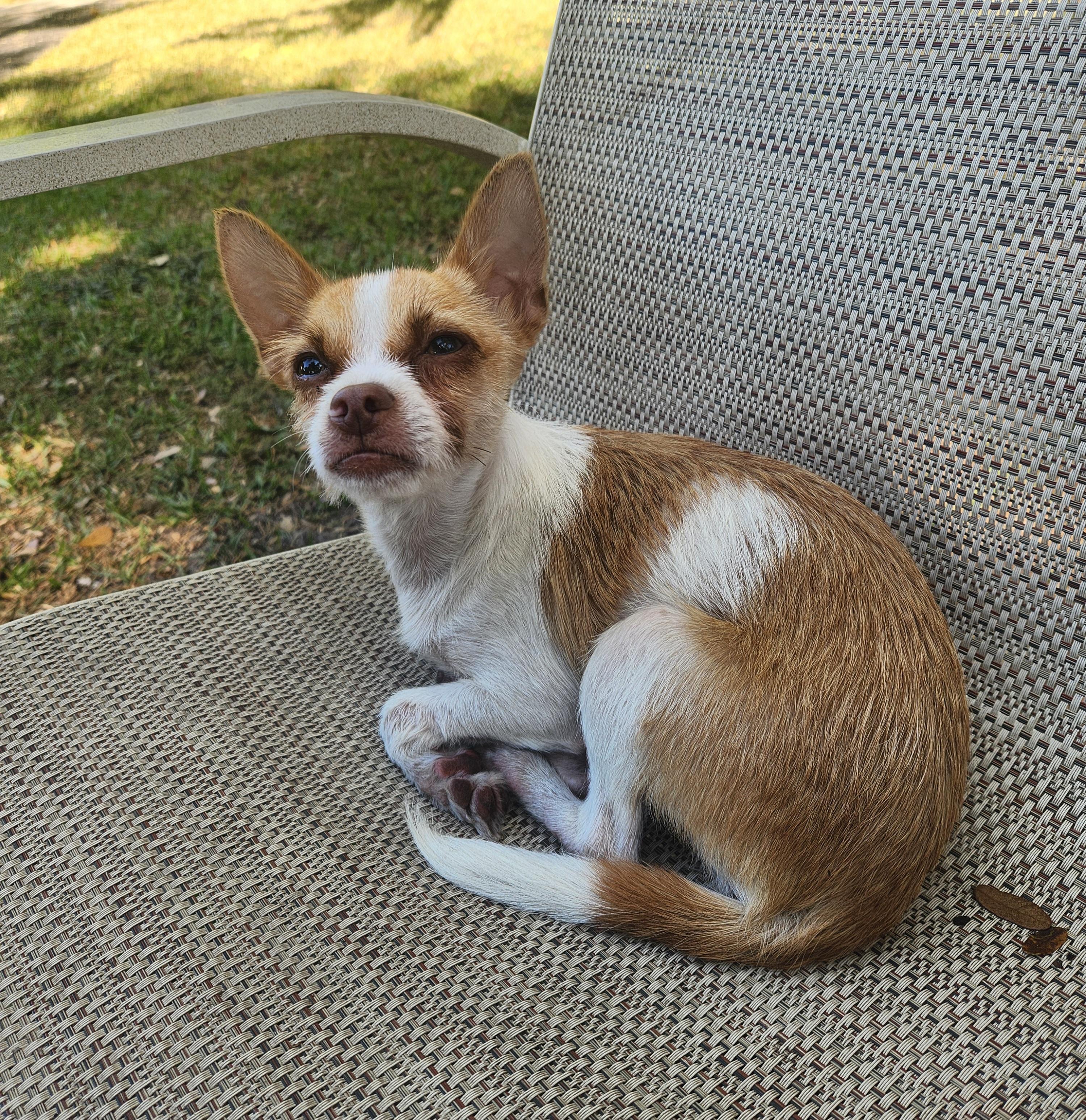 Enlarge Susie Q, a Adopted mixed breed in Miami, FL image 1/4