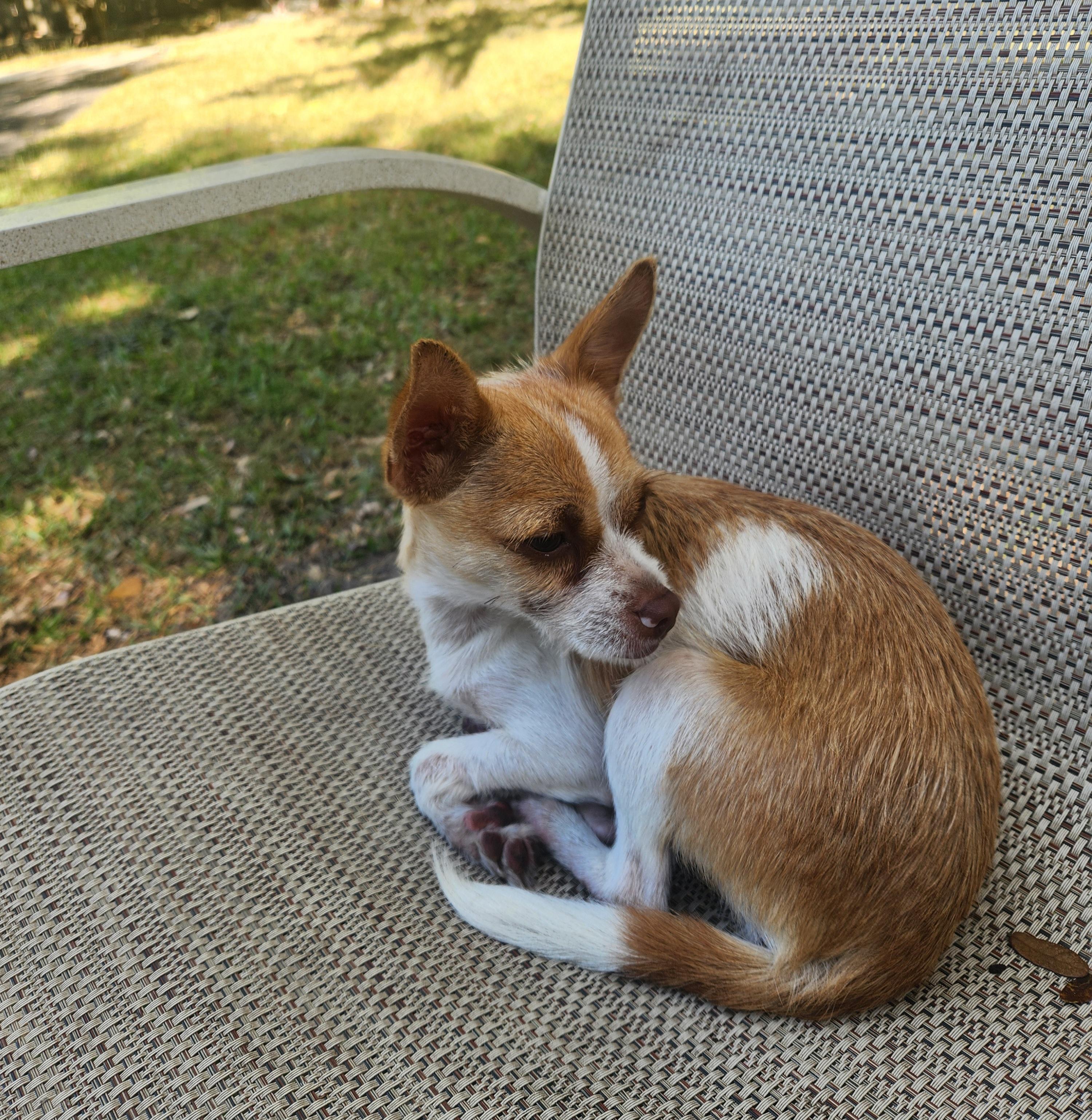 Enlarge Susie Q, a Adopted mixed breed in Miami, FL image 2/4