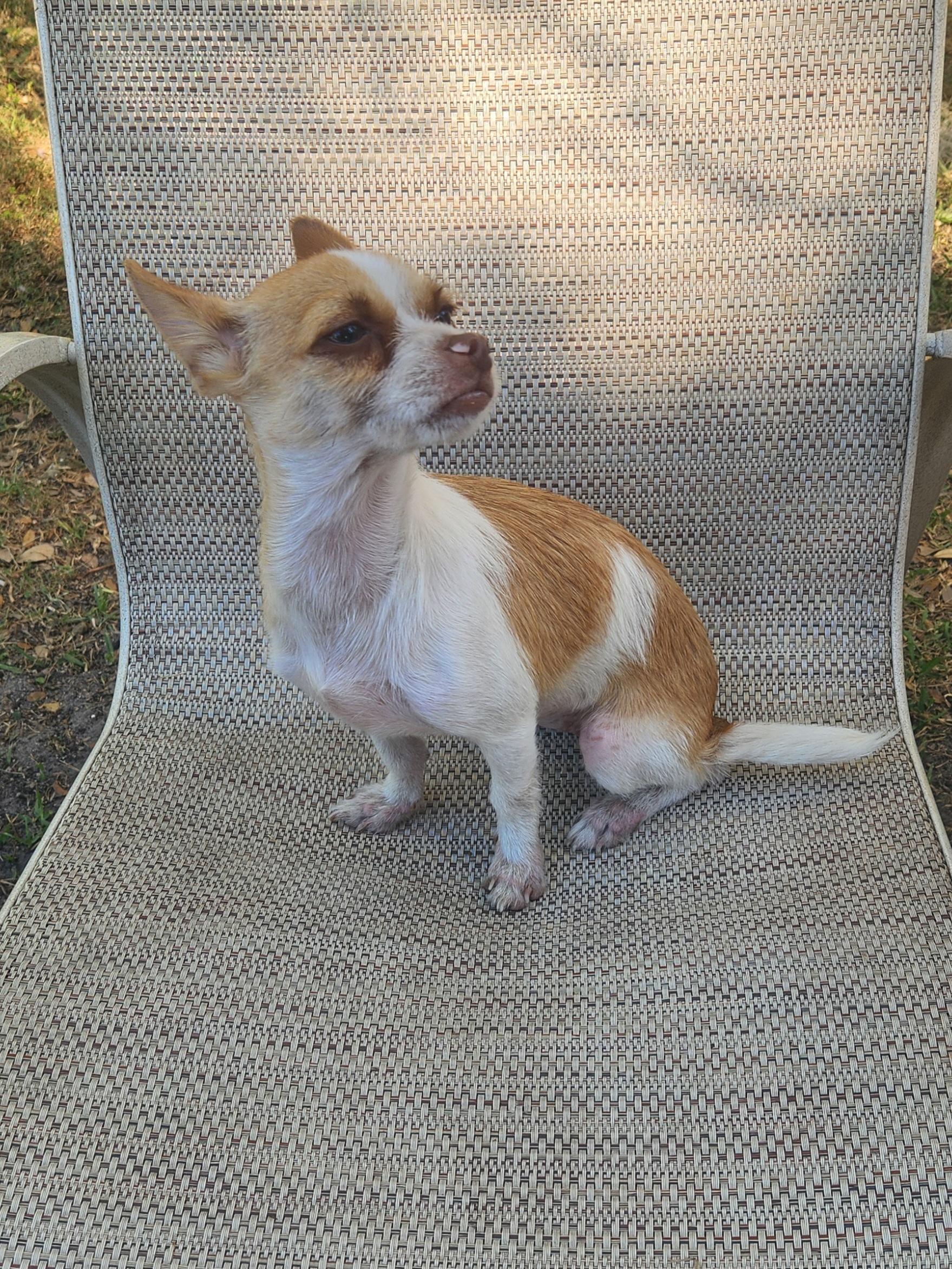 Enlarge Susie Q, a Adopted mixed breed in Miami, FL image 4/4