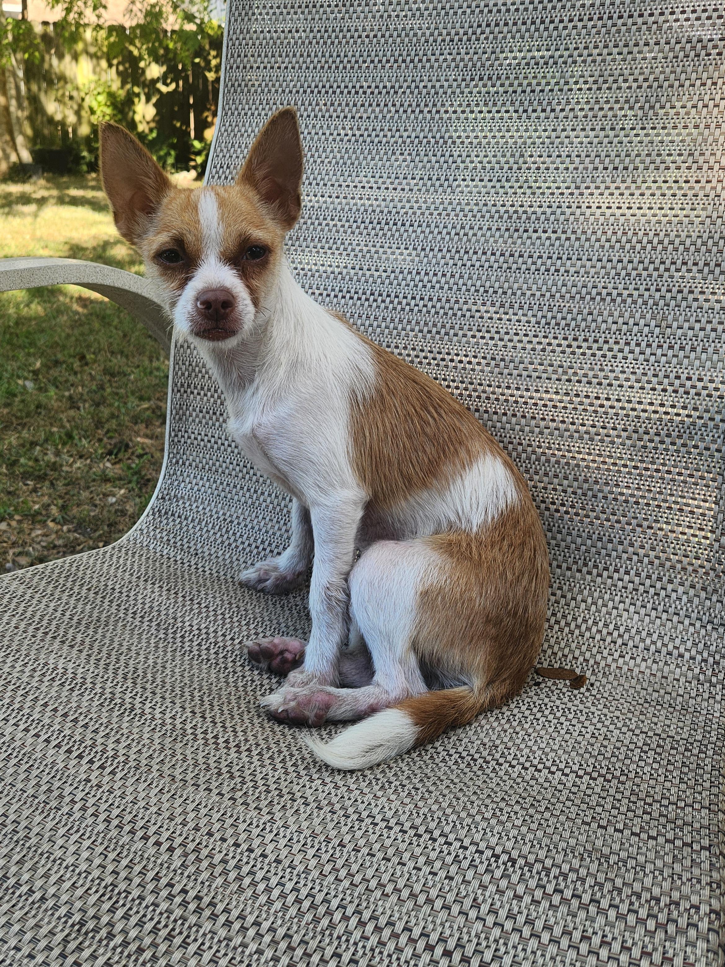 Enlarge Susie Q, a Adopted mixed breed in Miami, FL image 3/4