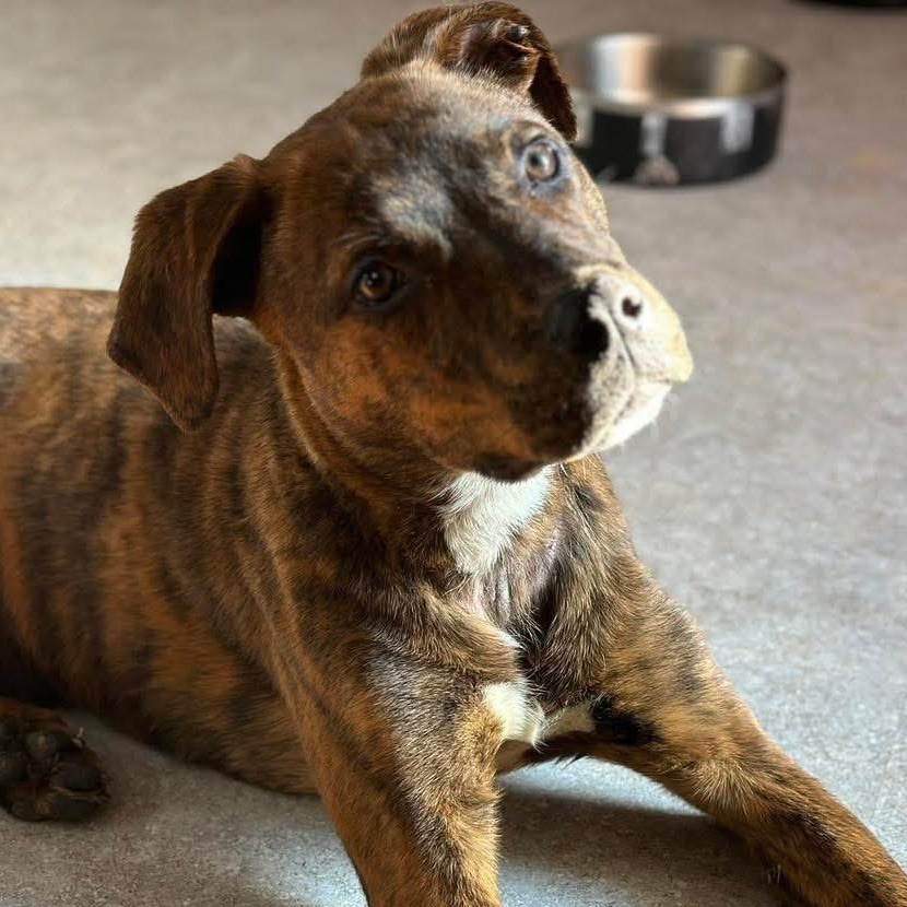 Venus, adopted, Adult Female Boxer.