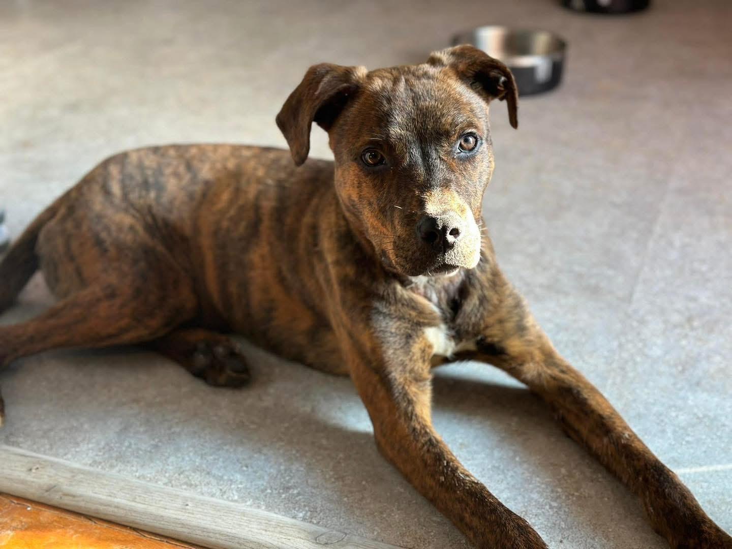 Enlarge Venus, an adopted mixed breed in Louisville, KY image 2/3