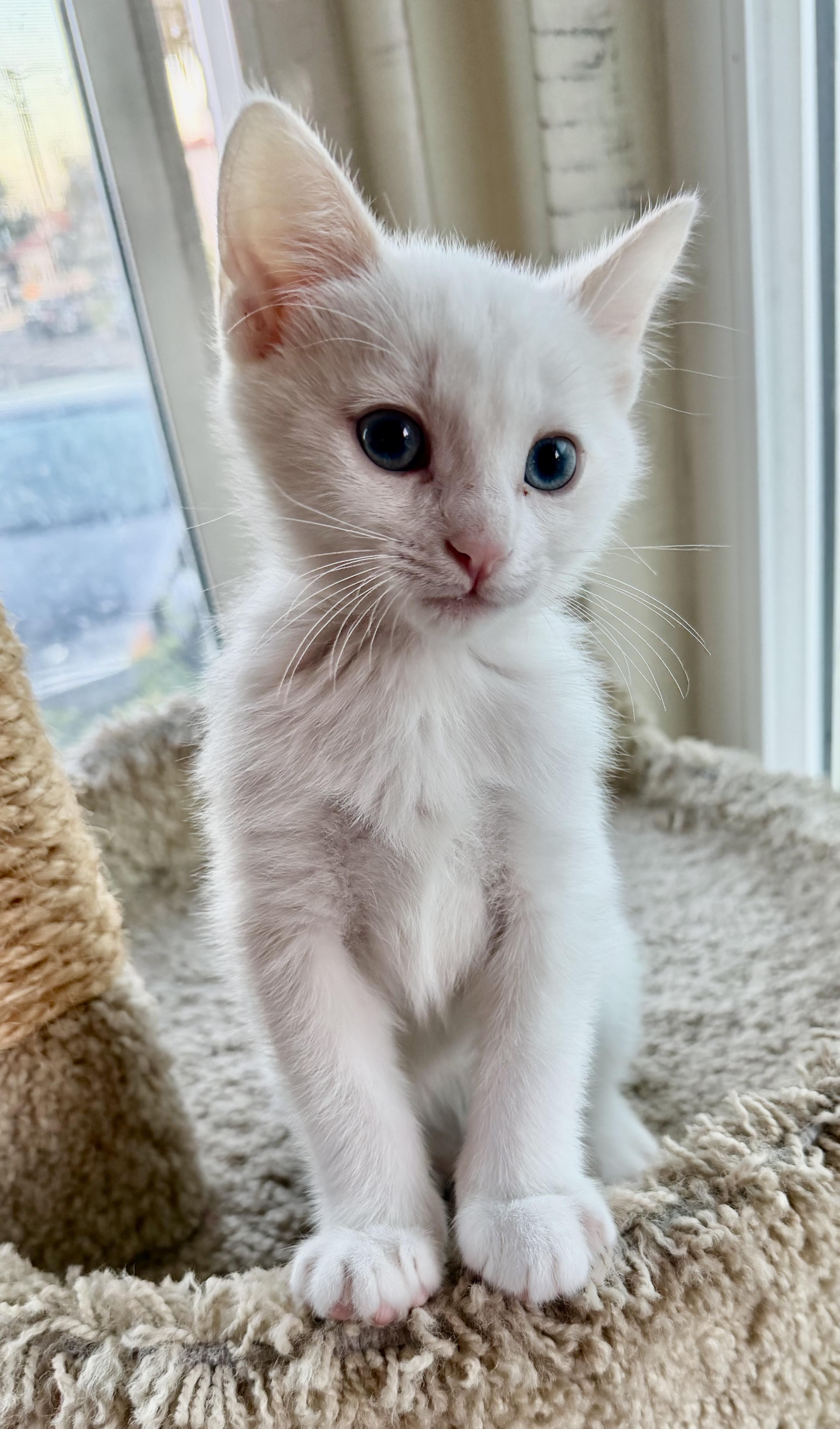 Frogger, adopted, Kitten Male Domestic Short Hair.