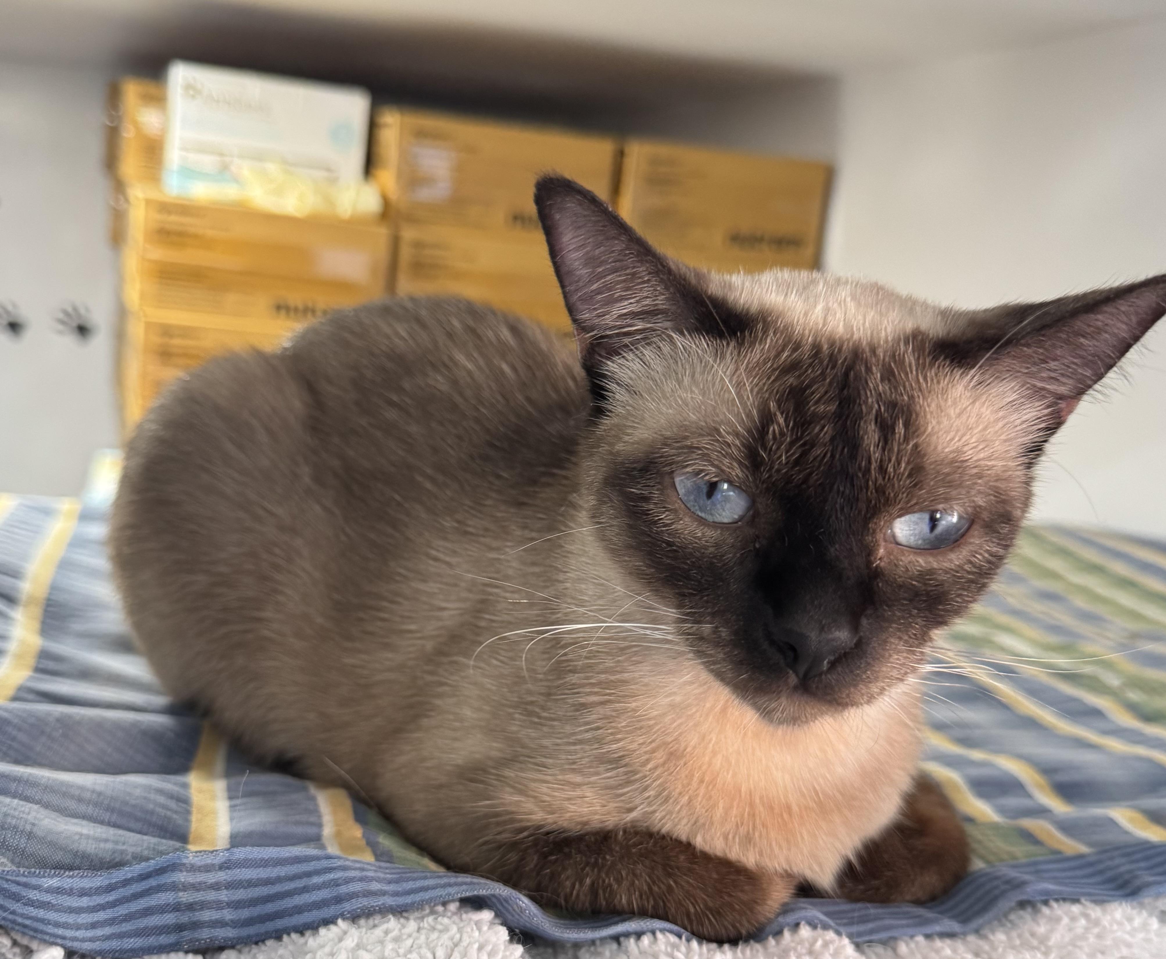 Karamelle, Adult Female Siamese