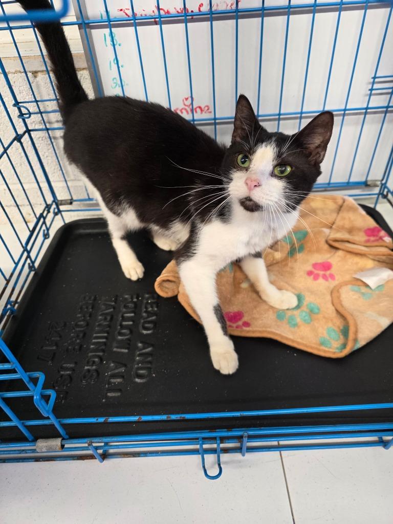 Taco, Adoptable, Young Male Tuxedo.
