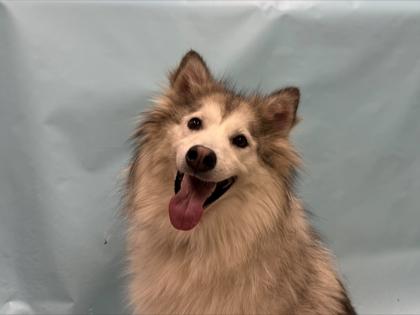 Raksha, Adoptable, Adult Female Samoyed & Mixed Breed.