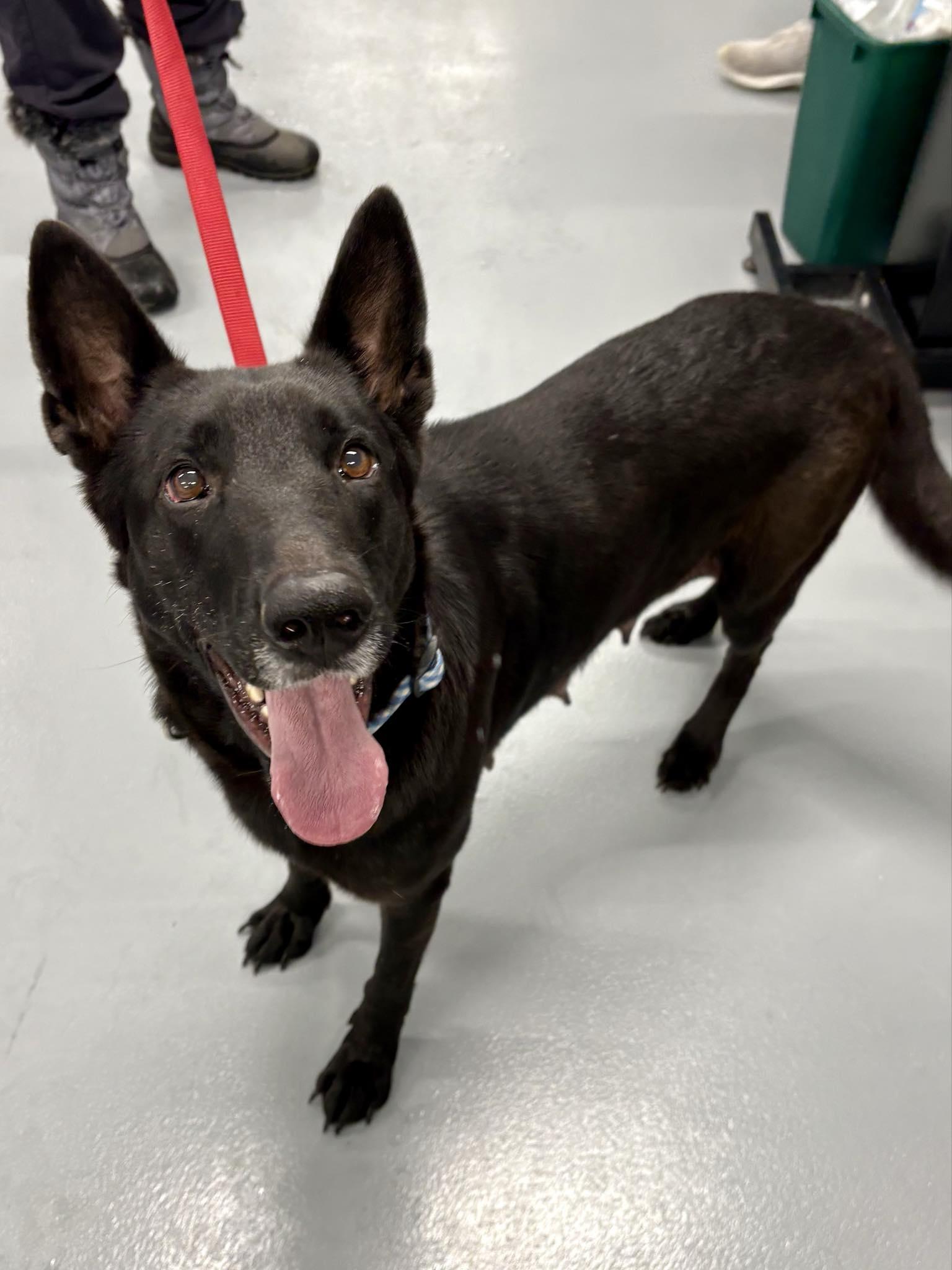 Duchess - In Foster, ADOPTABLE, Adult Female German Shepherd Dog.